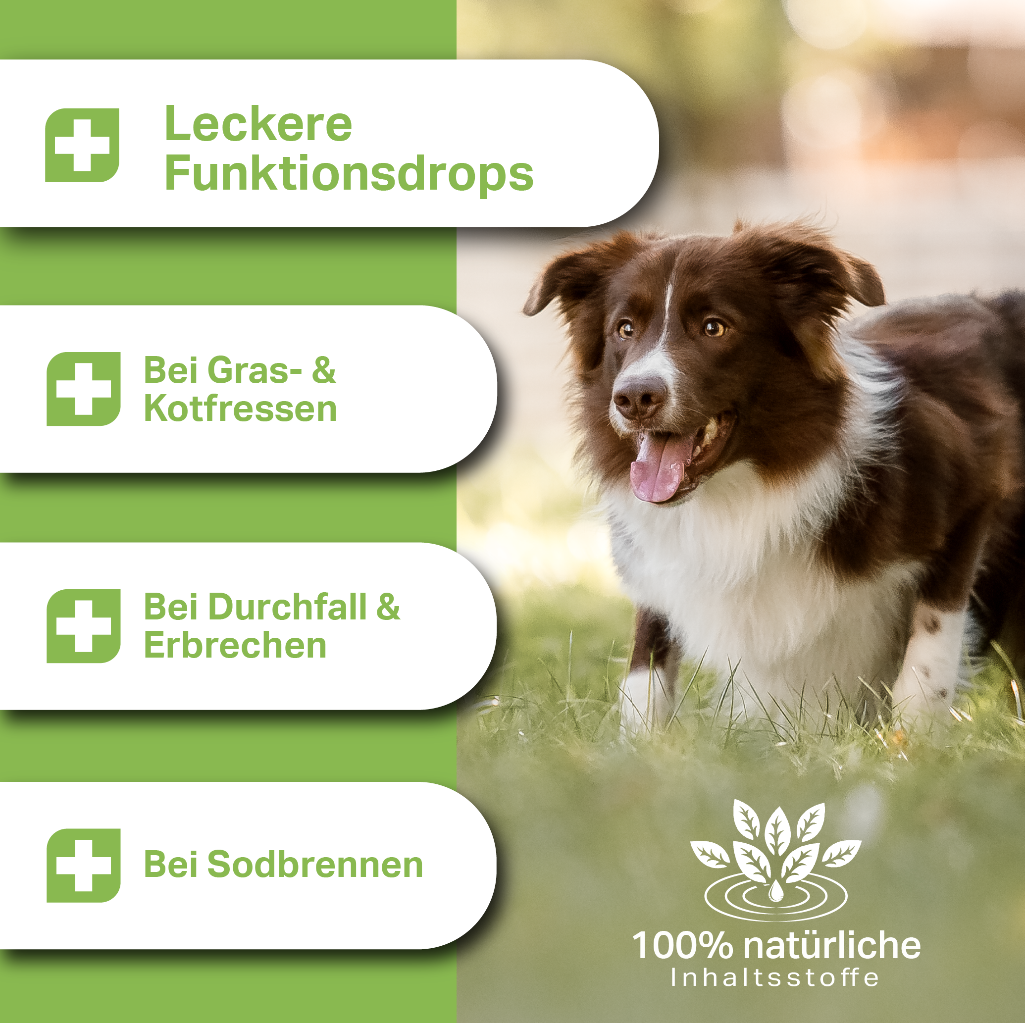 Kaltgepresste Funktionsdrops für Hunde bei Grasfressen, Kotfressen Durchfall & Erbrechen und Sodbrennen Kaltgepresste Funktionsdrops für Hunde bei Grasfressen, Kotfressen Durchfall & Erbrechen und Sodbrennen