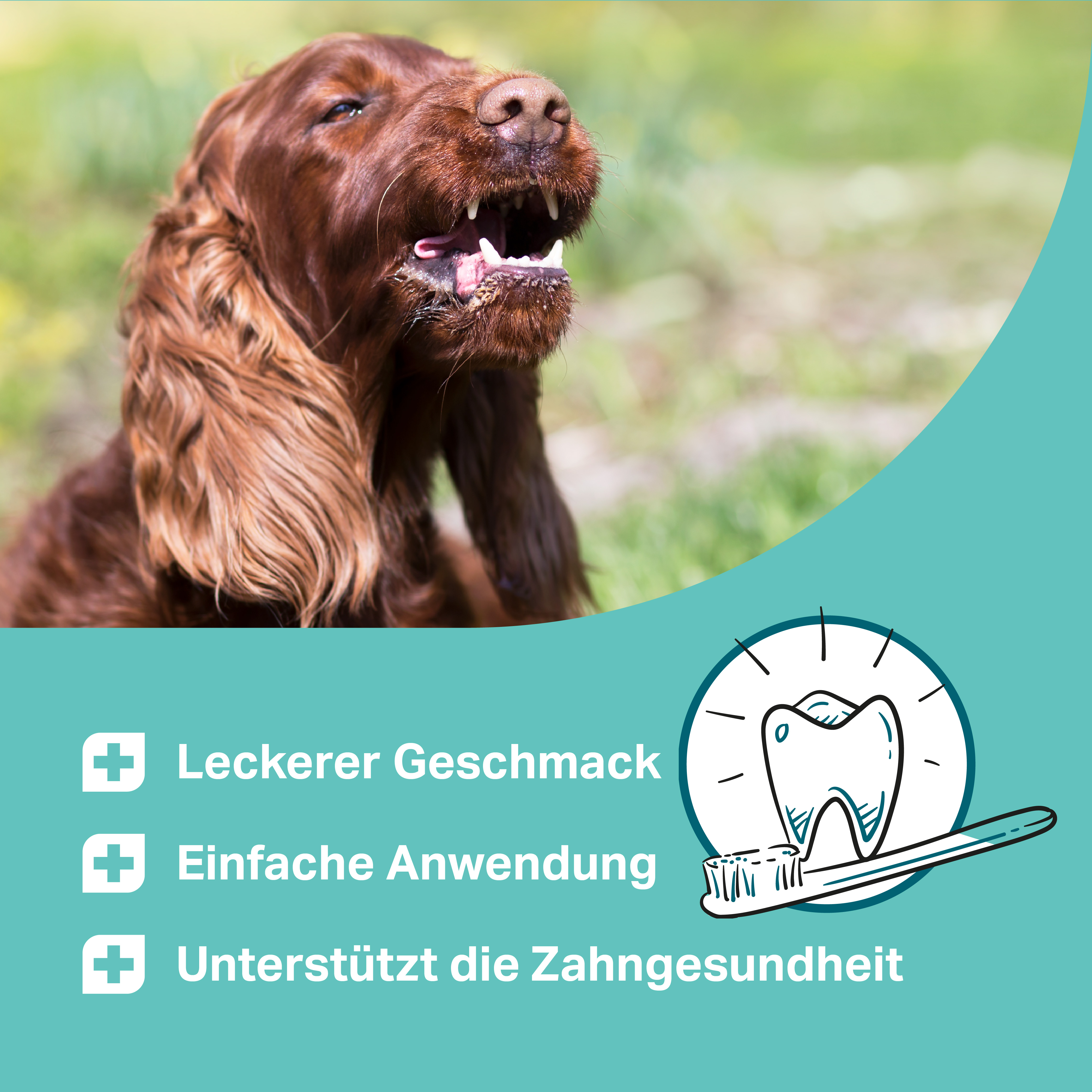 Hund leckt Maul; Infokarte mit Zahn-Icon und Text: "Leckerer Geschmack", "Einfache Anwendung", "Unterstützt die Zahngesundheit".