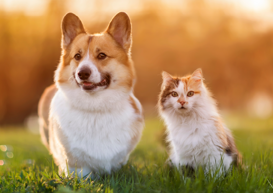Corgi und Katze laufen nebeneinander über eine grüne Wiese bei warmem Abendlicht