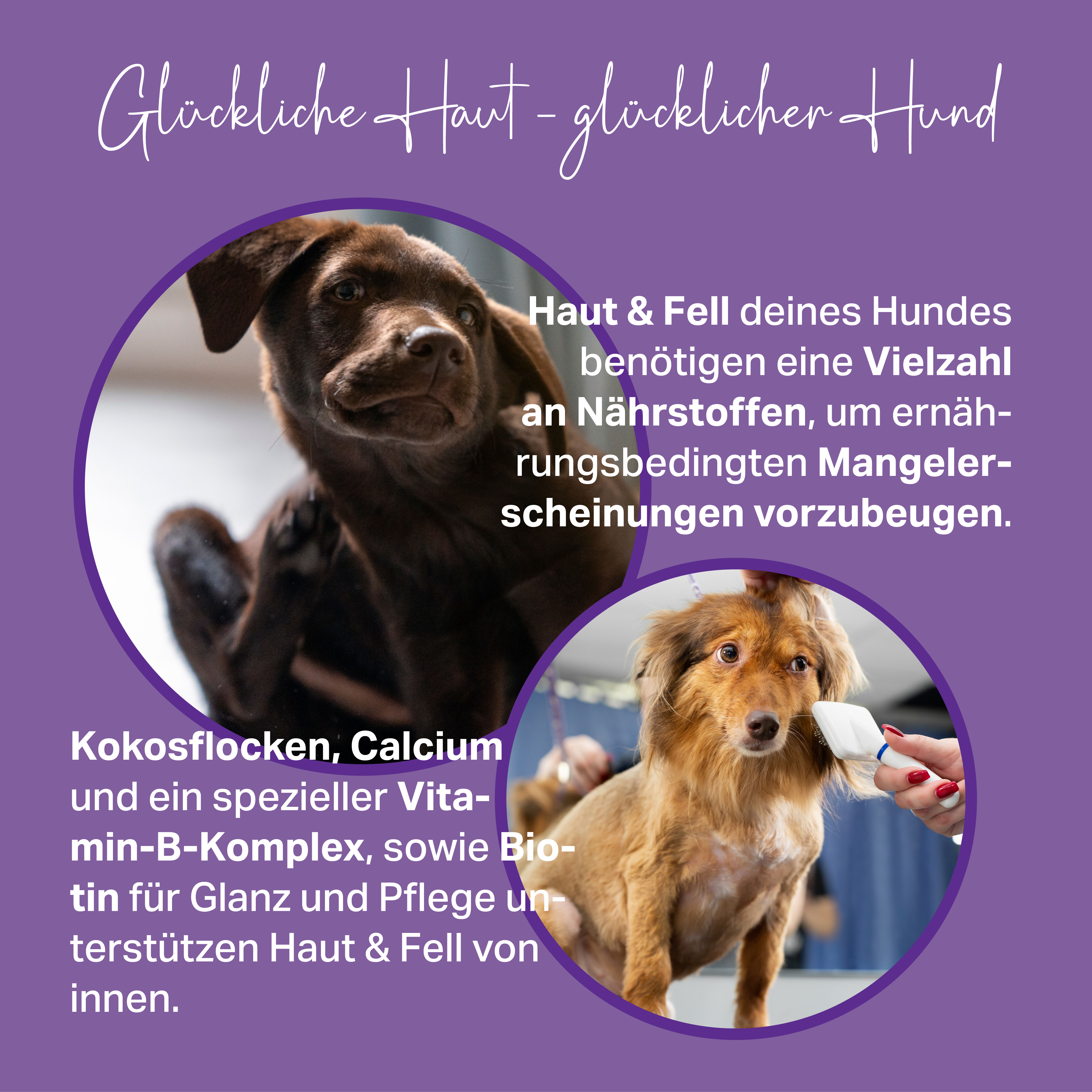 Nährstoffe zur Unterstützung von Haut & Fell von Hunden Nährstoffe zur Unterstützung von Haut & Fell von Hunden