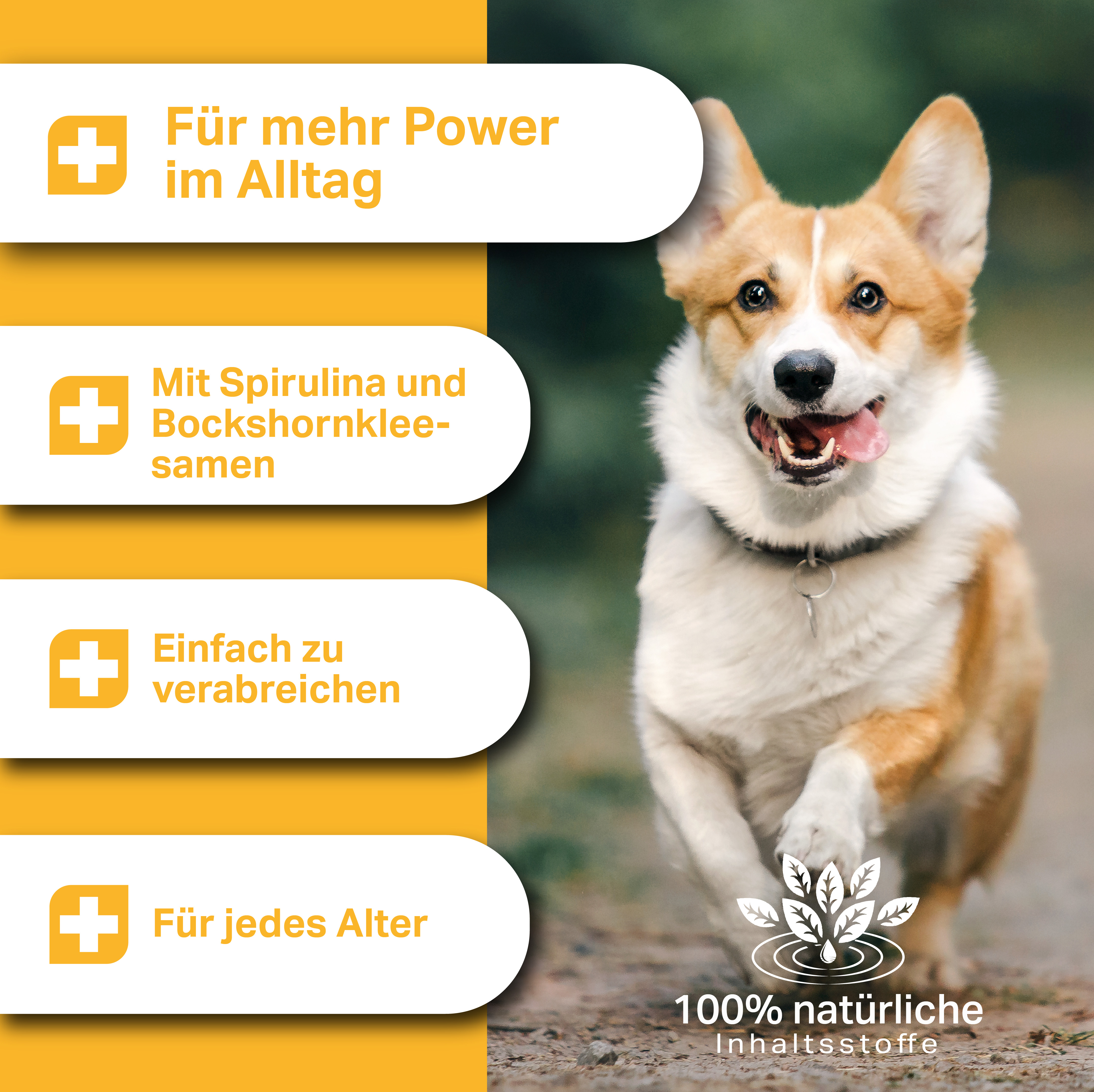 Unterstützung für mehr Vitalität im Hundealltag mit Spirulina und Bockshornkleesamen für Hunde jeden Alters, auch Welpen und Senioren Unterstützung für mehr Vitalität im Hundealltag mit Spirulina und Bockshornkleesamen für Hunde jeden Alters, auch Welpen und Senioren