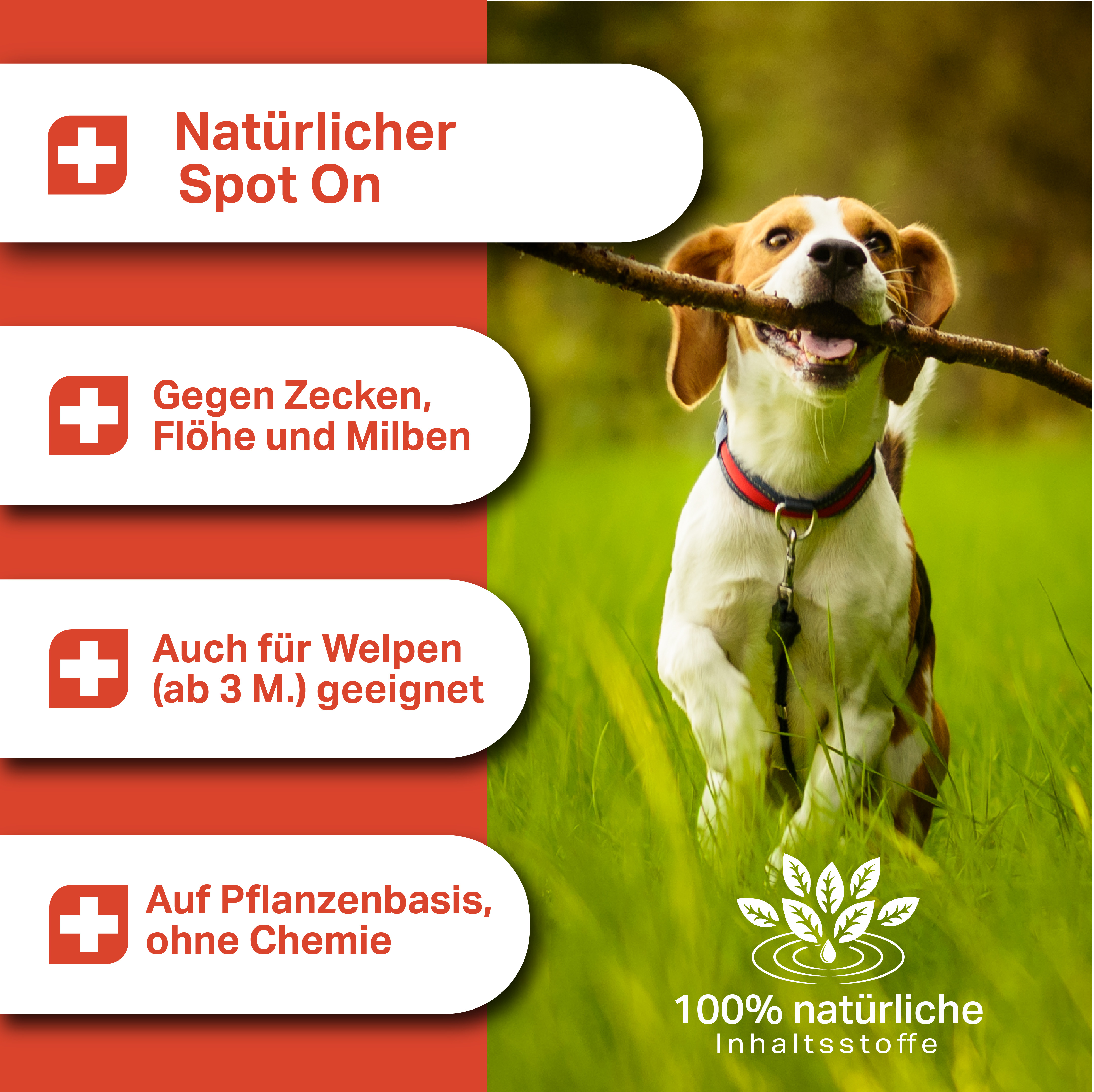 Pflanzlicher Spot On gegen Zecken Flöhe und Milben für Hunde und Welpen ab 3 Monaten ohne Chemie Pflanzlicher Spot On gegen Zecken Flöhe und Milben für Hunde und Welpen ab 3 Monaten ohne Chemie