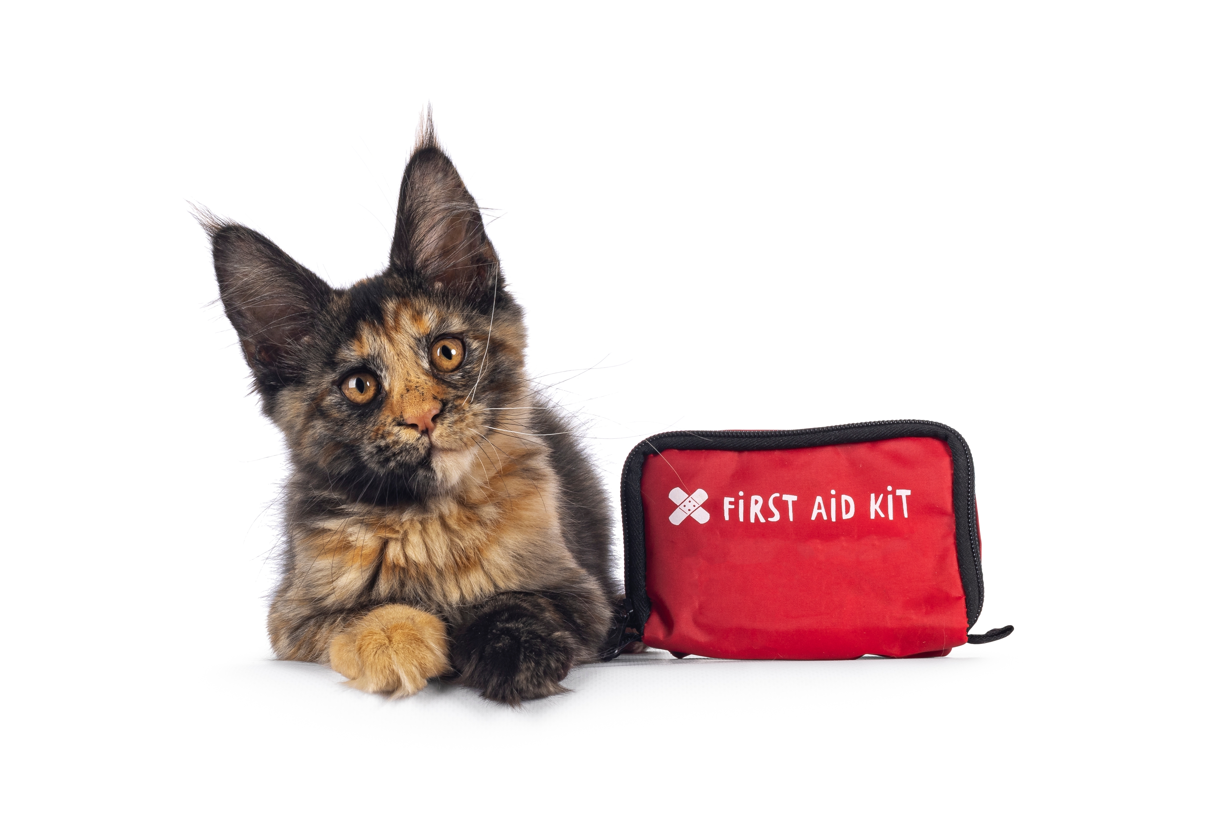 Erste Hilfe Tipps für Katzenbesitzer Erste Hilfe Tipps für Katzenbesitzer