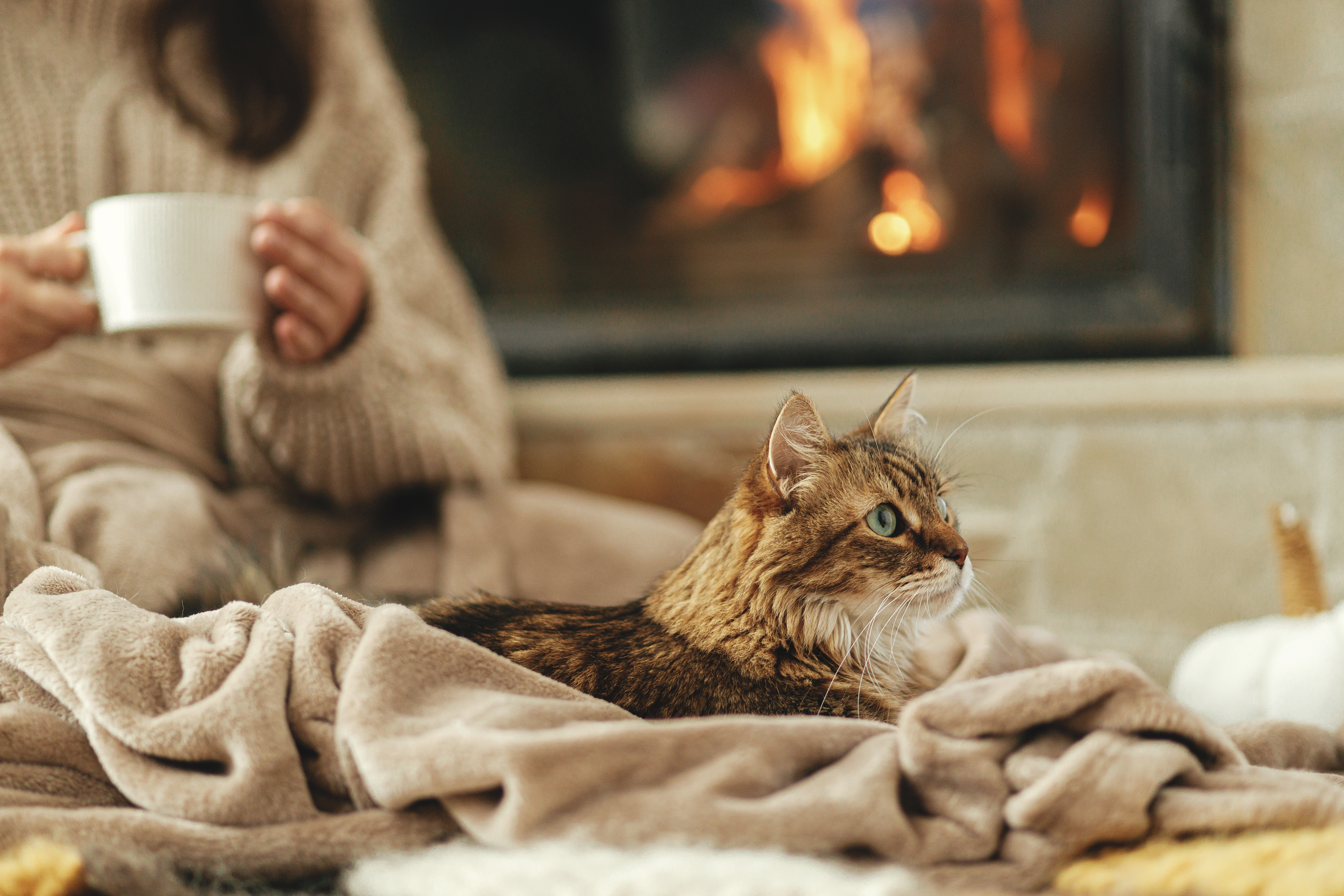 Arthrose bei Katzen Arthrose bei Katzen