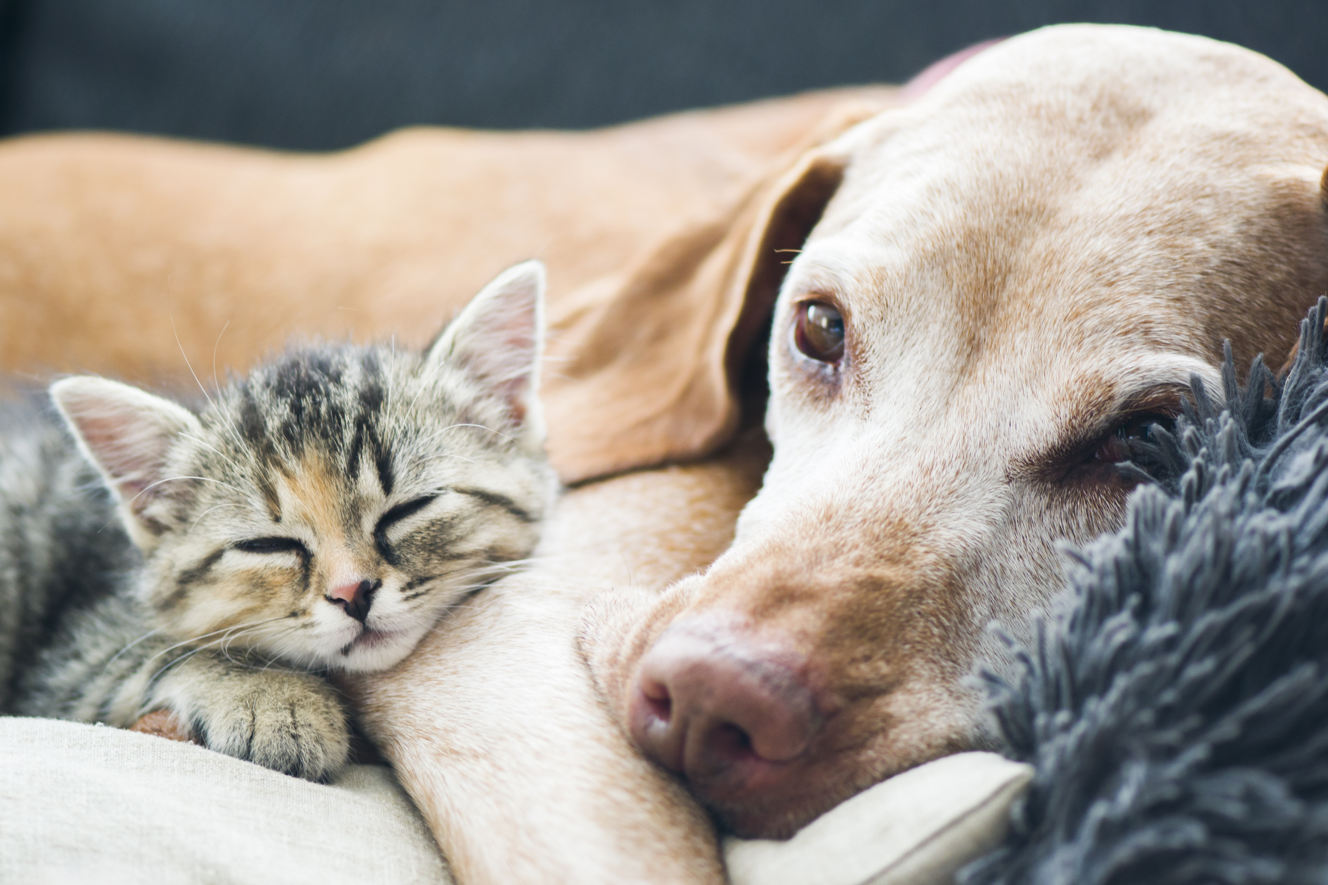 Hund und Katze zusammenführen - so geht's Hund und Katze zusammenführen - so geht's