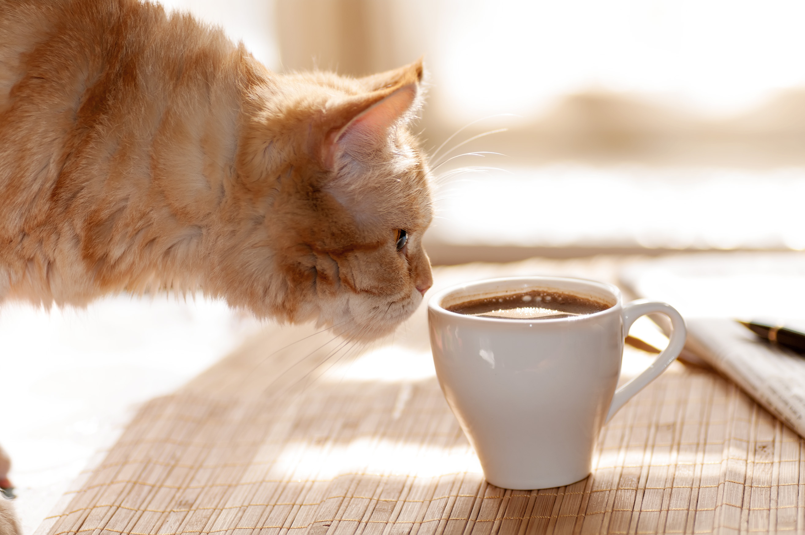 Was Katzen besser nicht trinken sollten Was Katzen besser nicht trinken sollten