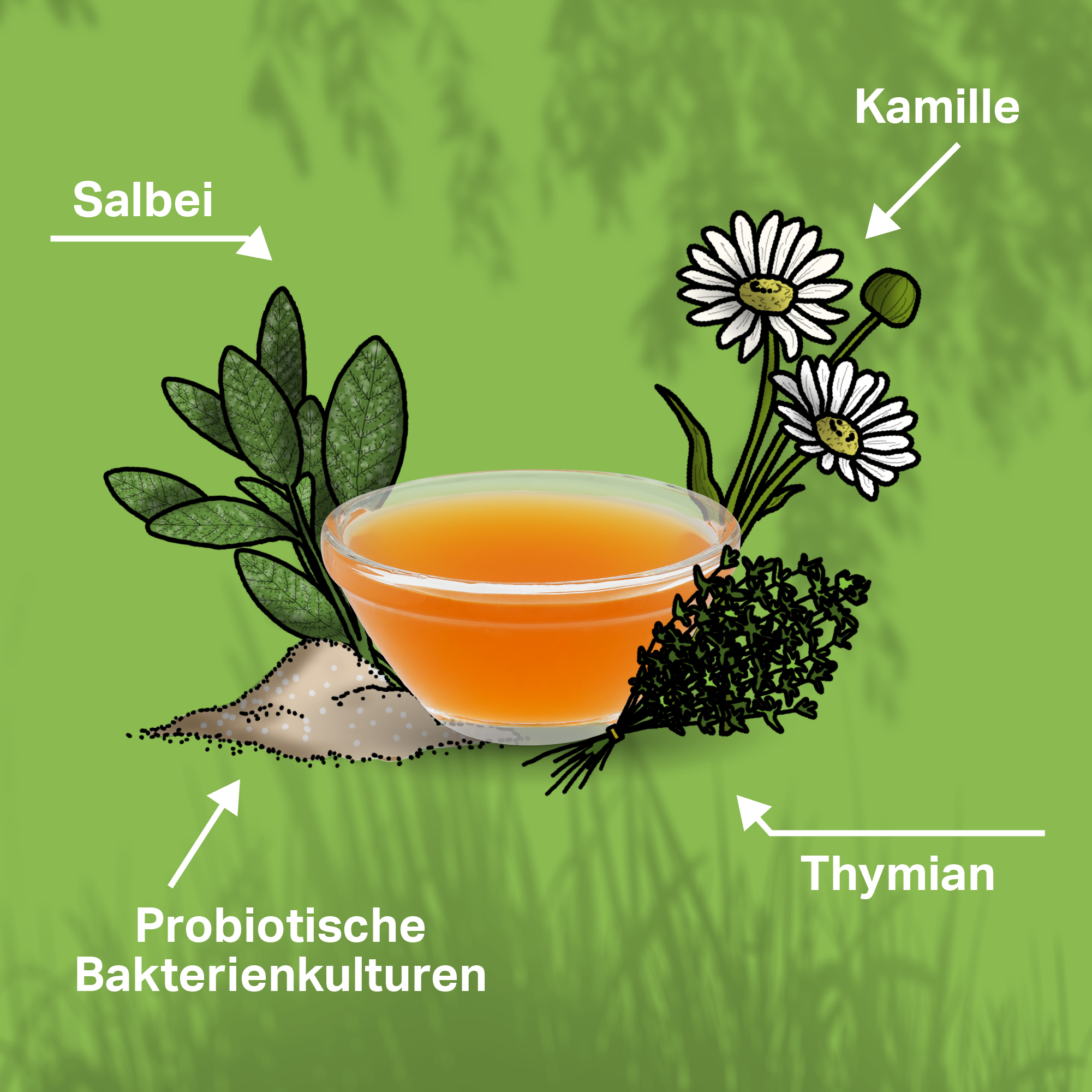 Salbei, Kamille Probiotika und Thymian zur Harmonisierung von Magen & Darm von Hunden Salbei, Kamille Probiotika und Thymian zur Harmonisierung von Magen & Darm von Hunden