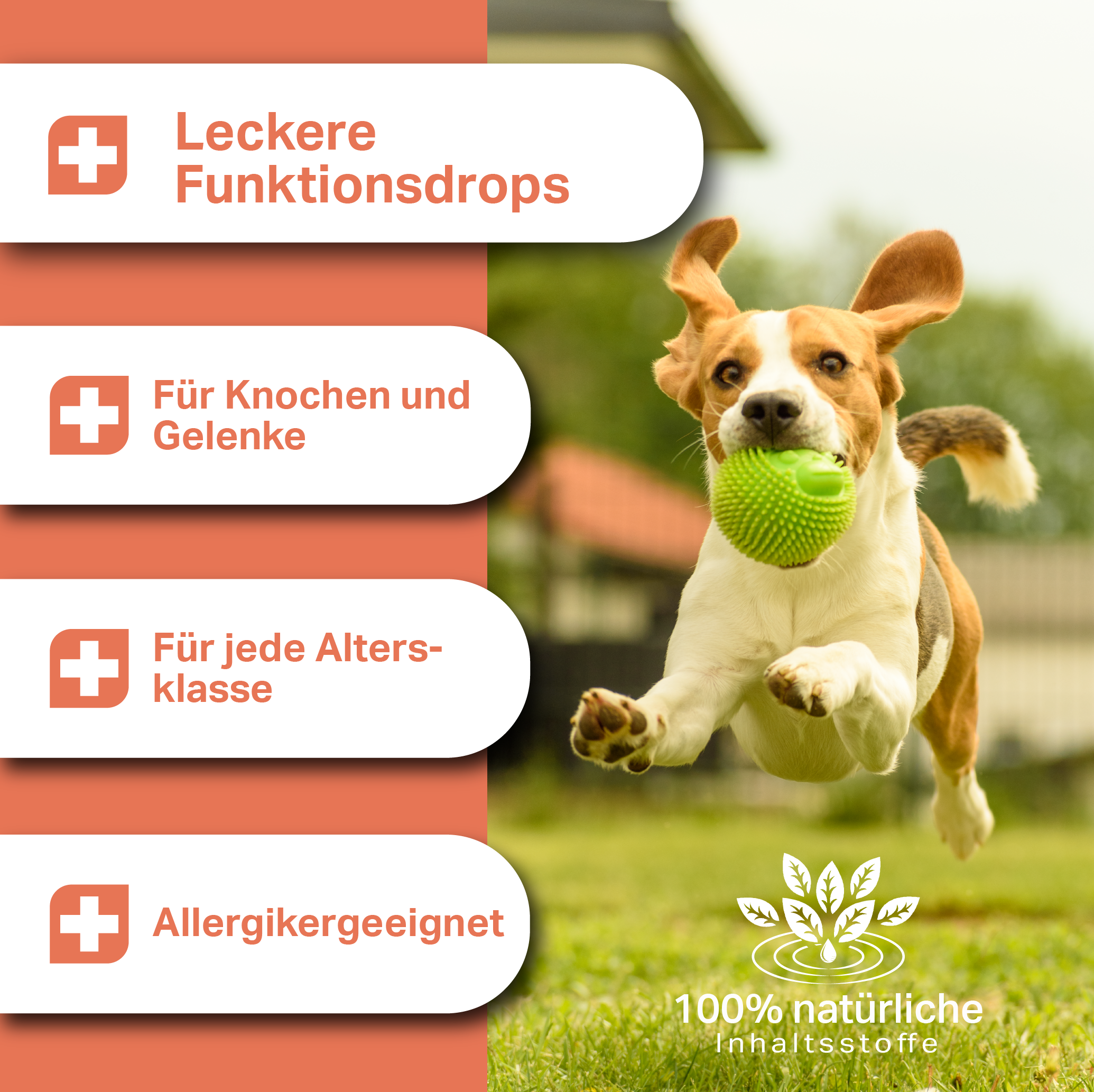 Leckere Funktionsdrops für Knochen und Gelenke, allergikergeeignet, für Hunde jeden Alters Leckere Funktionsdrops für Knochen und Gelenke, allergikergeeignet, für Hunde jeden Alters