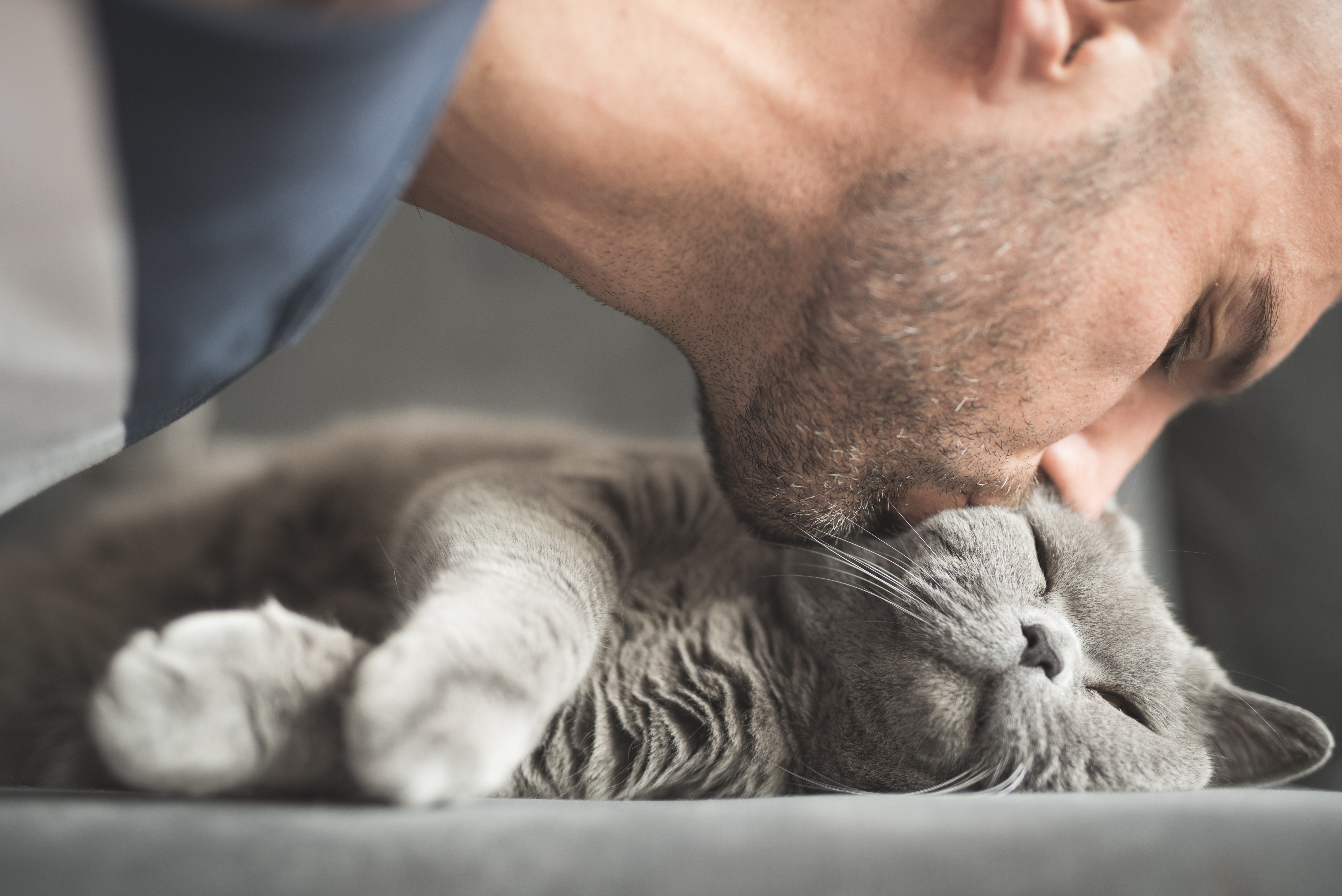 Senioren-Katzen - worauf du achten solltest, wenn deine Katze älter wird Senioren-Katzen - worauf du achten solltest, wenn deine Katze älter wird