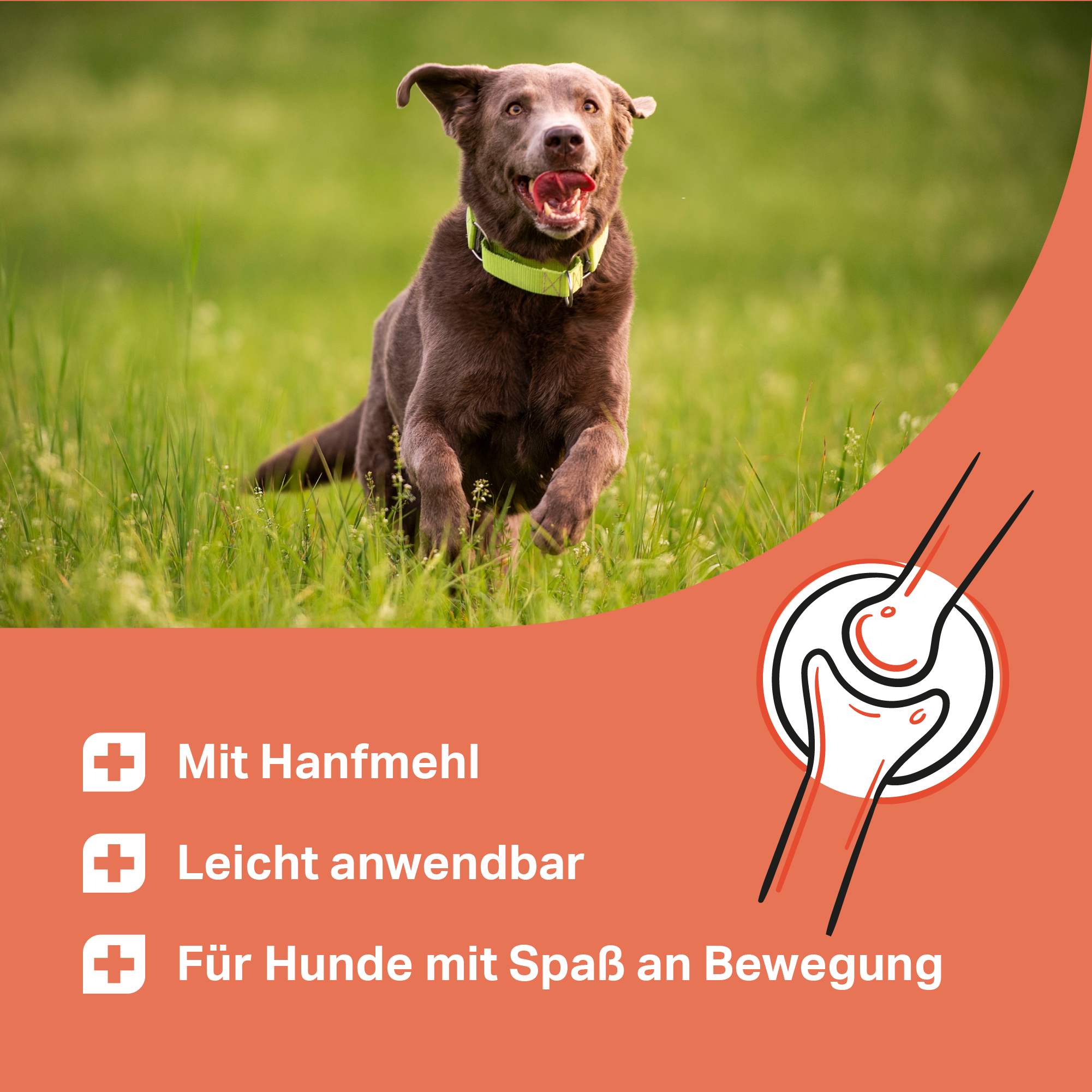 Leicht zu dosierende Tabletten mit Hanfmehl für Hunde mit Spaß an Bewegung Leicht zu dosierende Tabletten mit Hanfmehl für Hunde mit Spaß an Bewegung