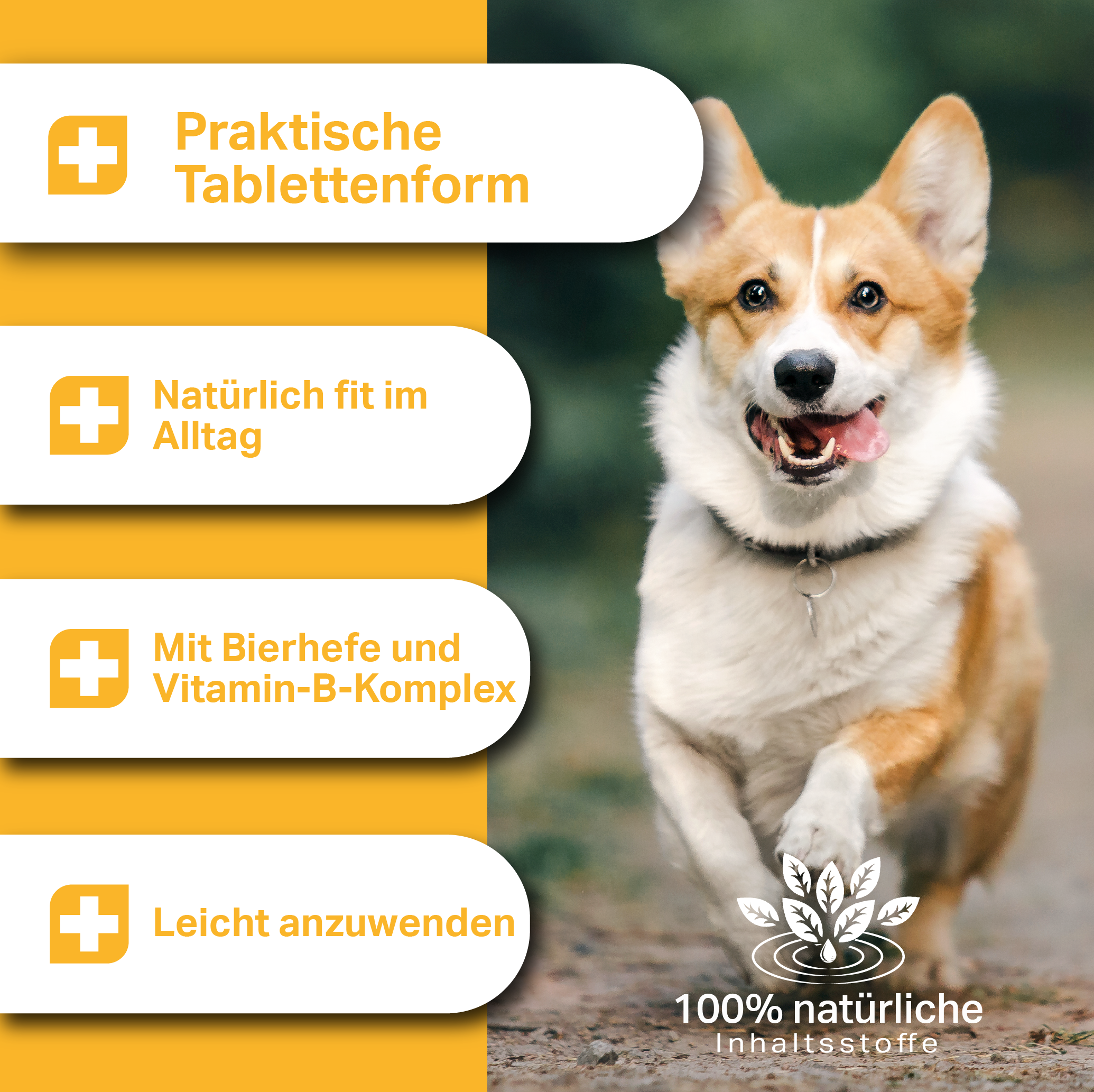 Praktische Tabletten mit natürlichen Inhaltsstoffen zur körperlichen und geistigen Unterstützung im Hundealltag Praktische Tabletten mit natürlichen Inhaltsstoffen zur körperlichen und geistigen Unterstützung im Hundealltag
