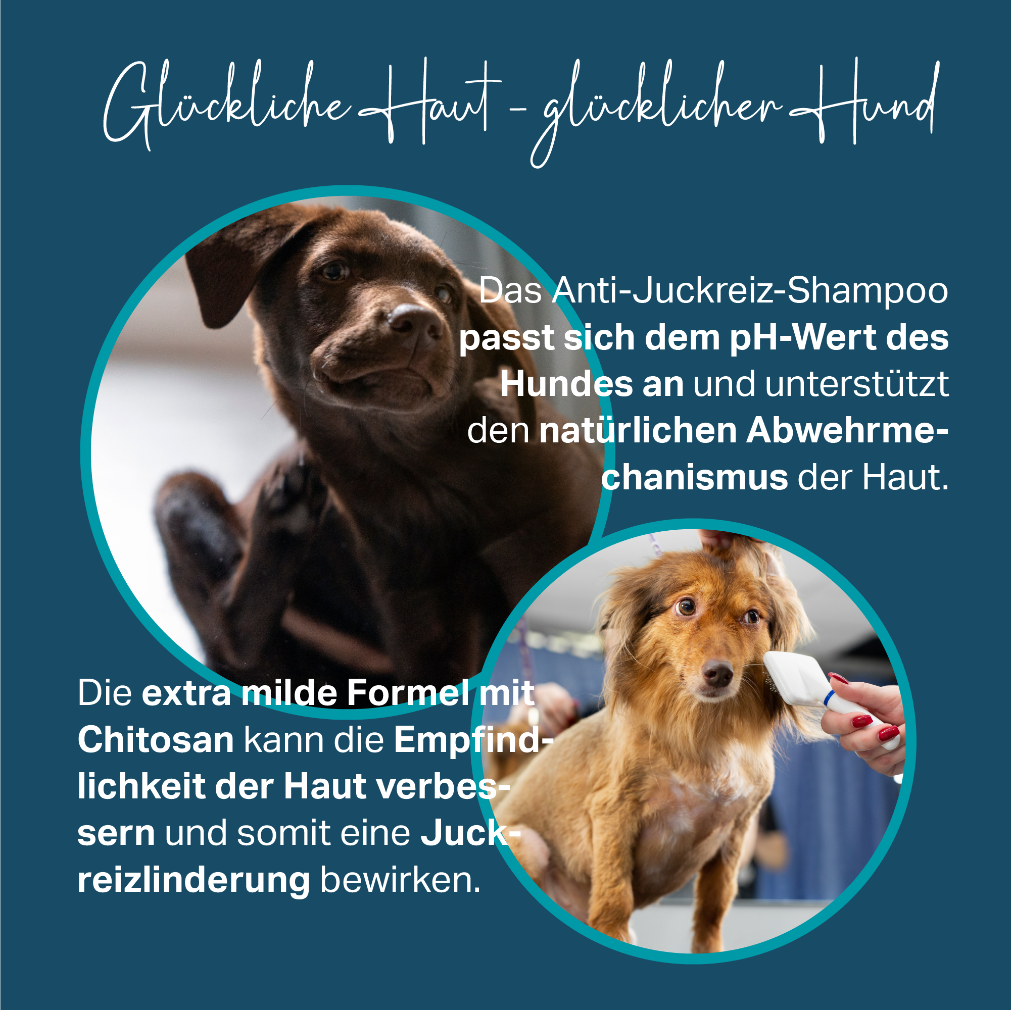 Hundefreundlicher pH-Wert und Chitosan-Komplex zur Unterstützung  von Haut und Fell bei Hunden Hundefreundlicher pH-Wert und Chitosan-Komplex zur Unterstützung  von Haut und Fell bei Hunden