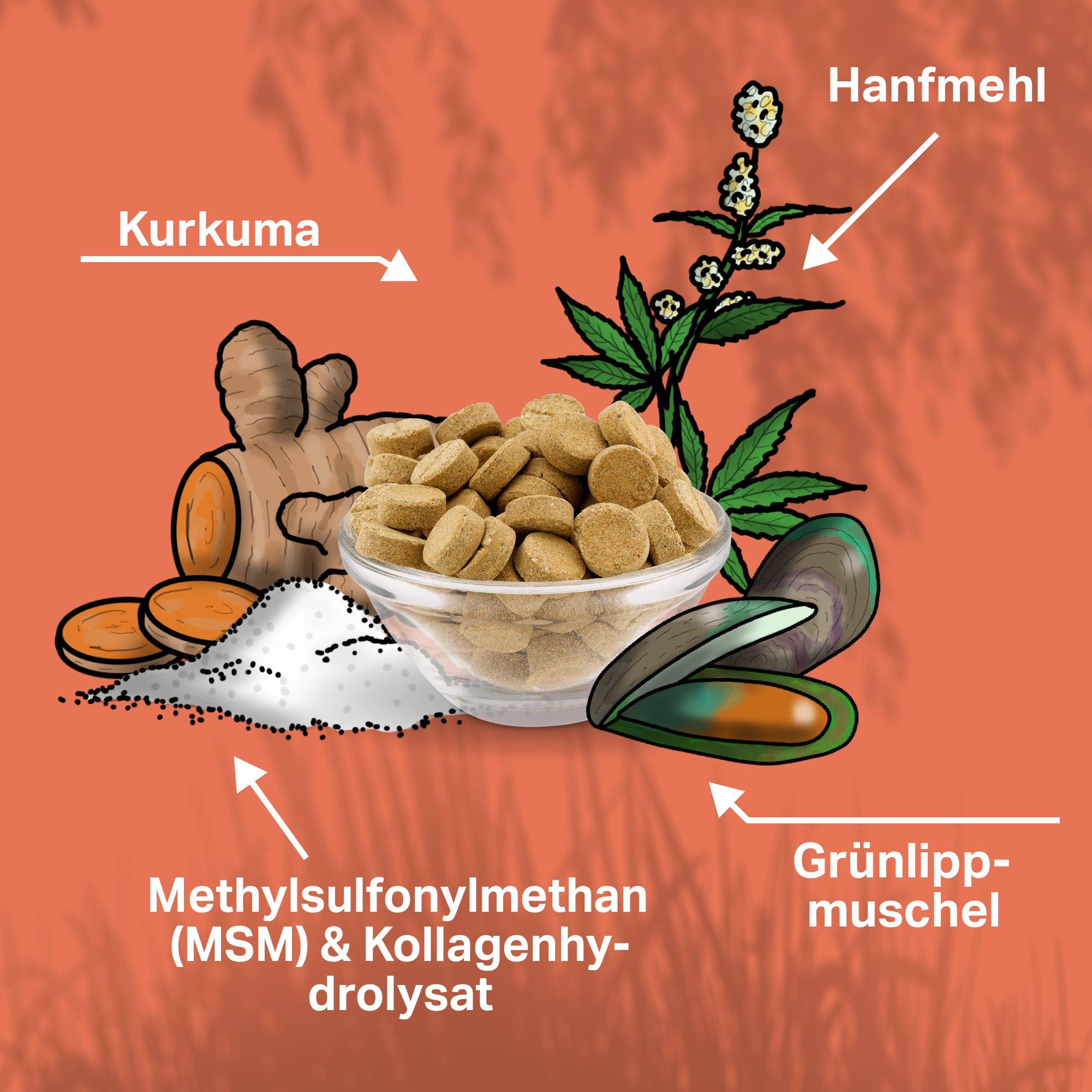 Unterstützung für Hunde mit Kurkuma, Grünlippmuschel, MSM und Kollagen Unterstützung für Hunde mit Kurkuma, Grünlippmuschel, MSM und Kollagen