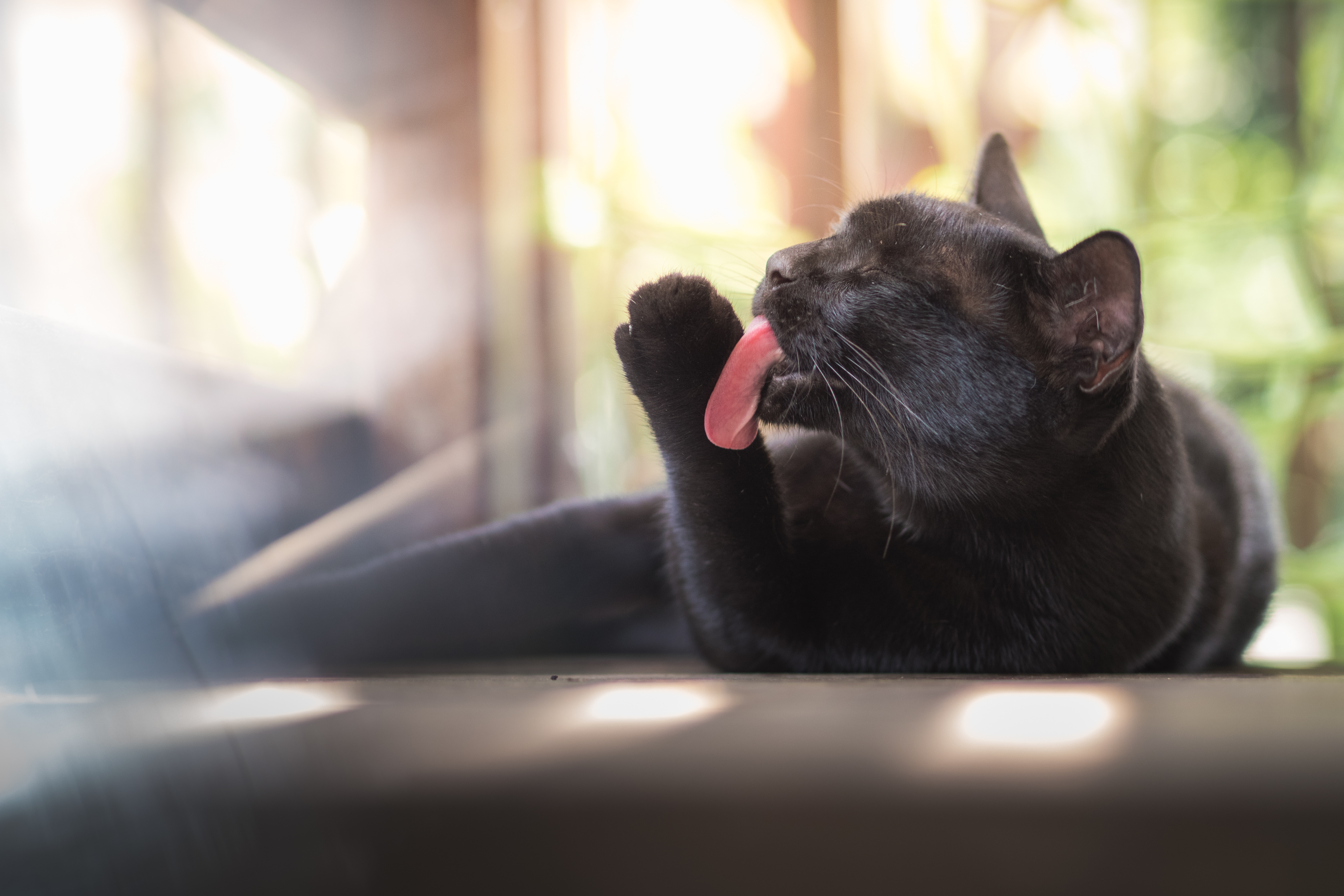 Warum putzen sich Katzen immer so ausgiebig? Warum putzen sich Katzen immer so ausgiebig?