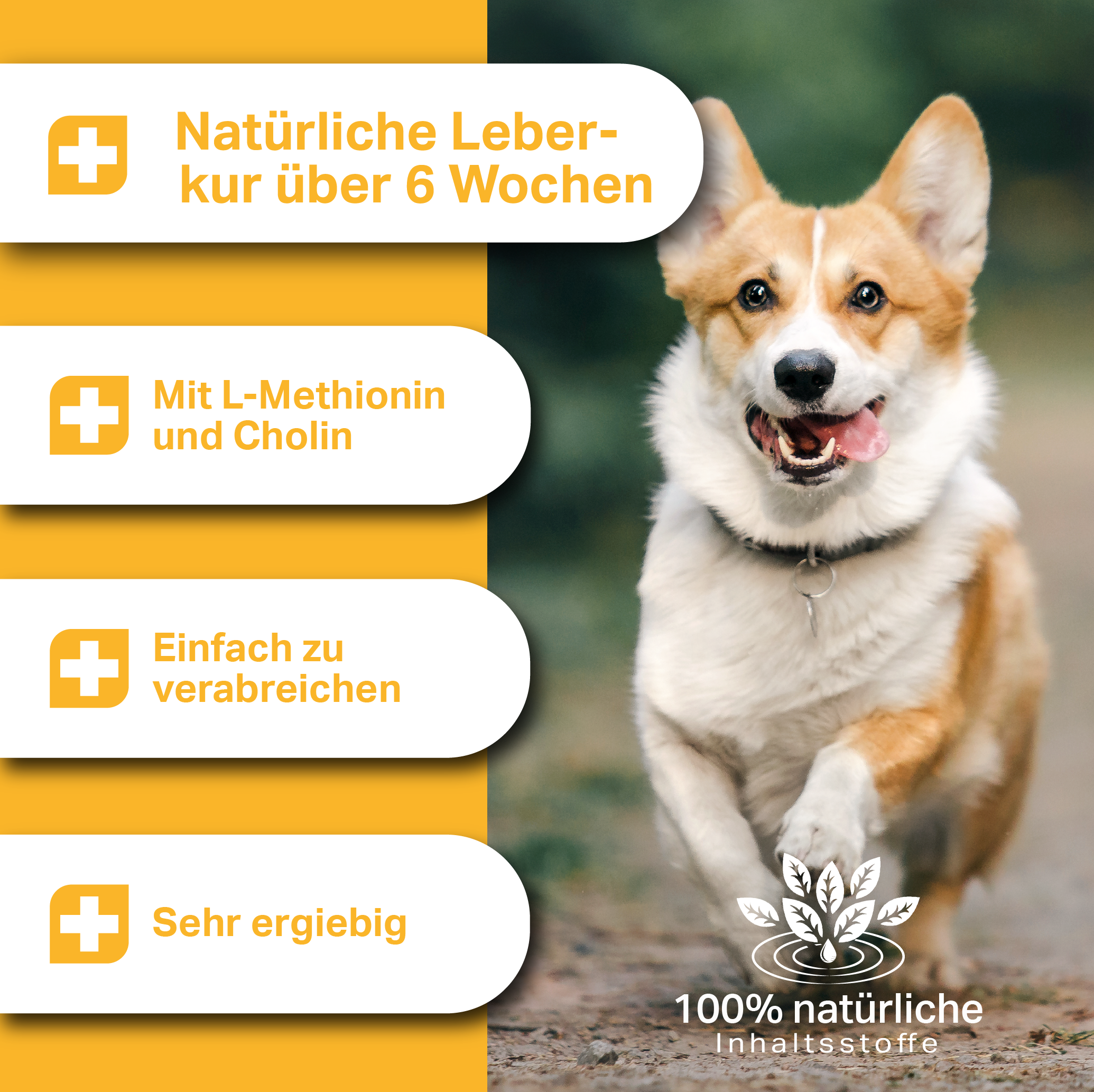 Natürliche Leberkur für Hunde mit L-Methionin und Cholin in Pulverform Natürliche Leberkur für Hunde mit L-Methionin und Cholin in Pulverform