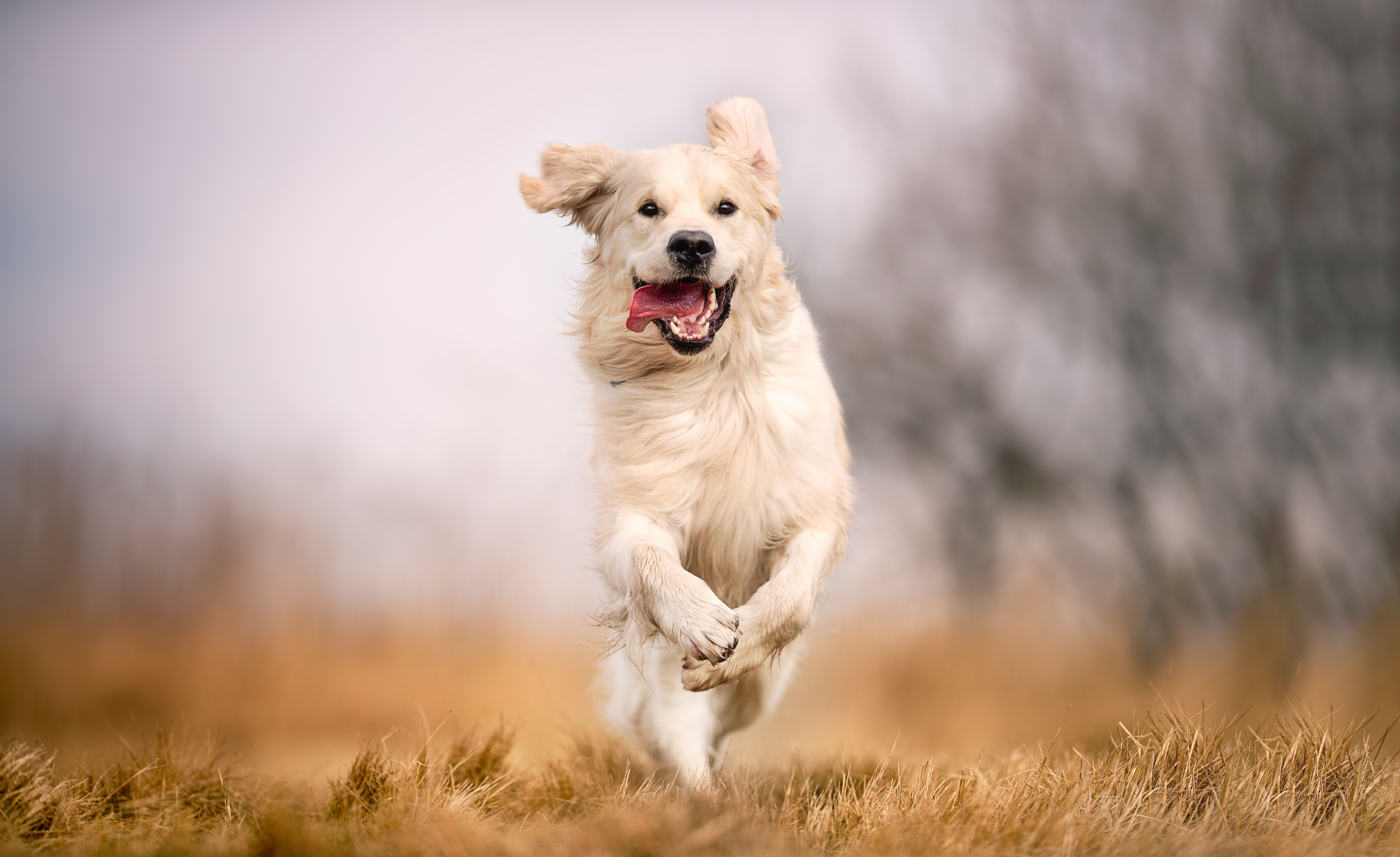 Sorgenfrei durch den Sommer – mit natürlichem Zeckenschutz für deinen Hund! Sorgenfrei durch den Sommer – mit natürlichem Zeckenschutz für deinen Hund!