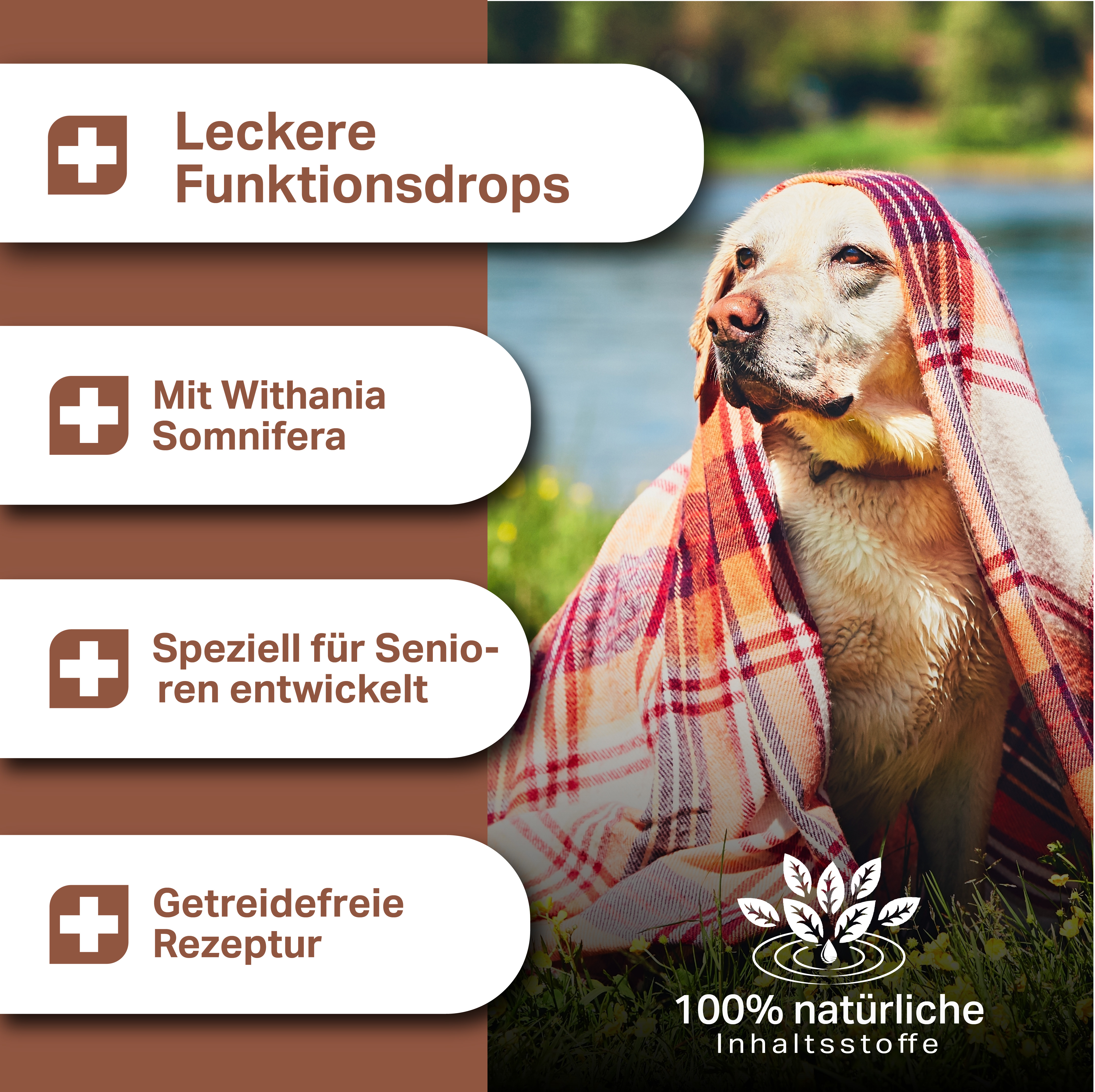 Leckere, softe Funktionsdrops mit Ashwaghanda speziell für Senioren-Hunde, getreidefreie Rezeptur Leckere, softe Funktionsdrops mit Ashwaghanda speziell für Senioren-Hunde, getreidefreie Rezeptur