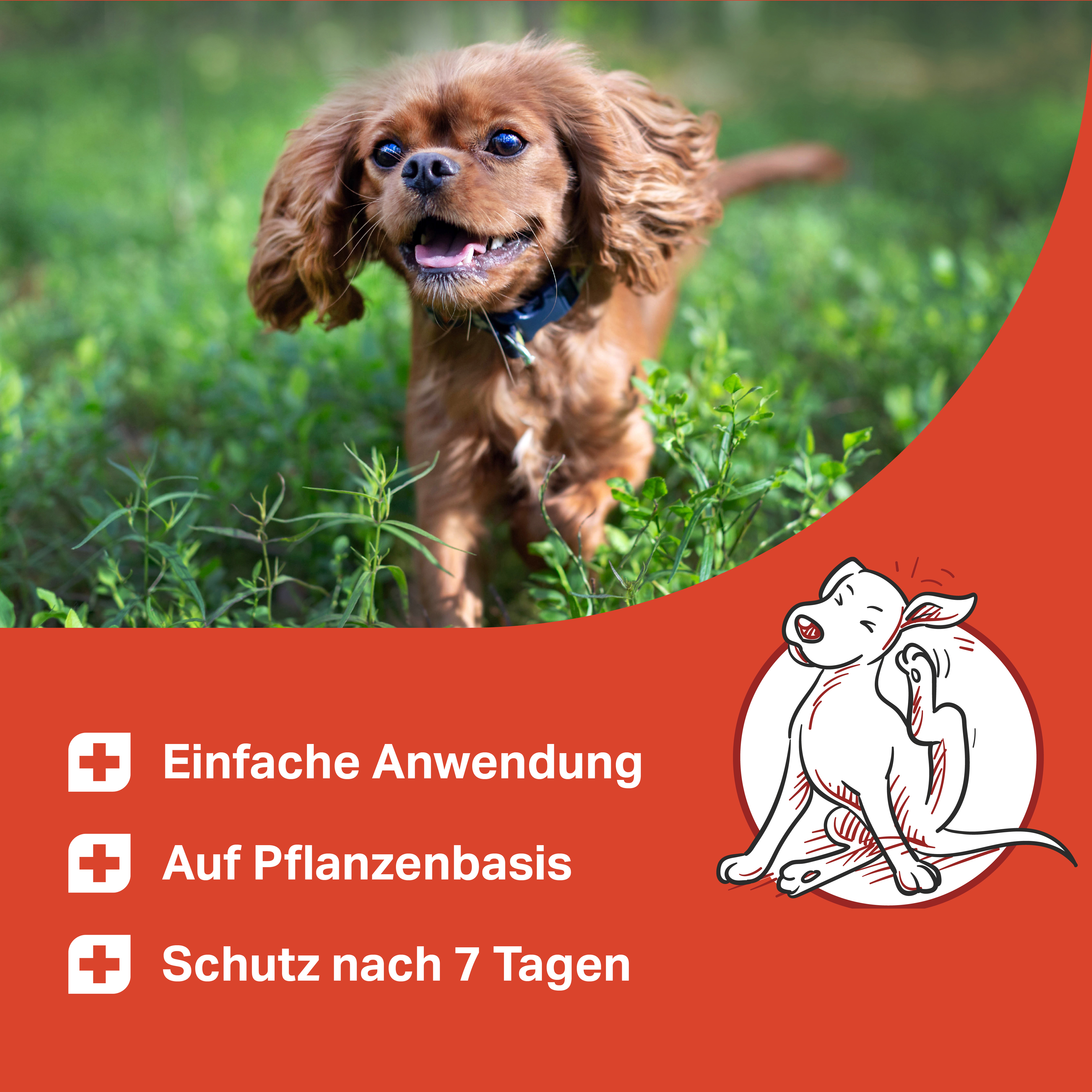 Natürlicher Parasitenschutz auf Pflanzenbasis Natürlicher Parasitenschutz auf Pflanzenbasis