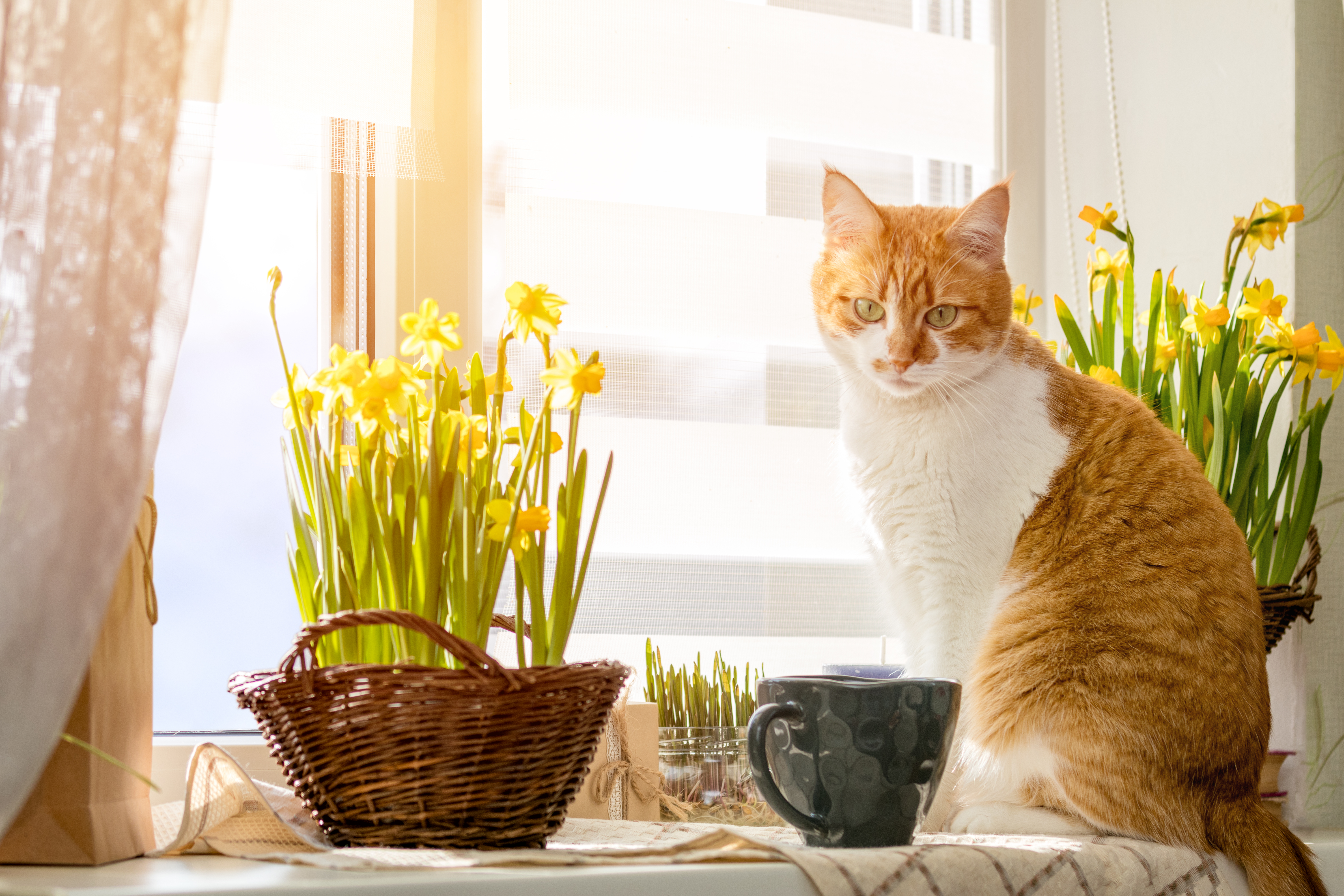 Sind Narzissen giftig für Katzen? Sind Narzissen giftig für Katzen?