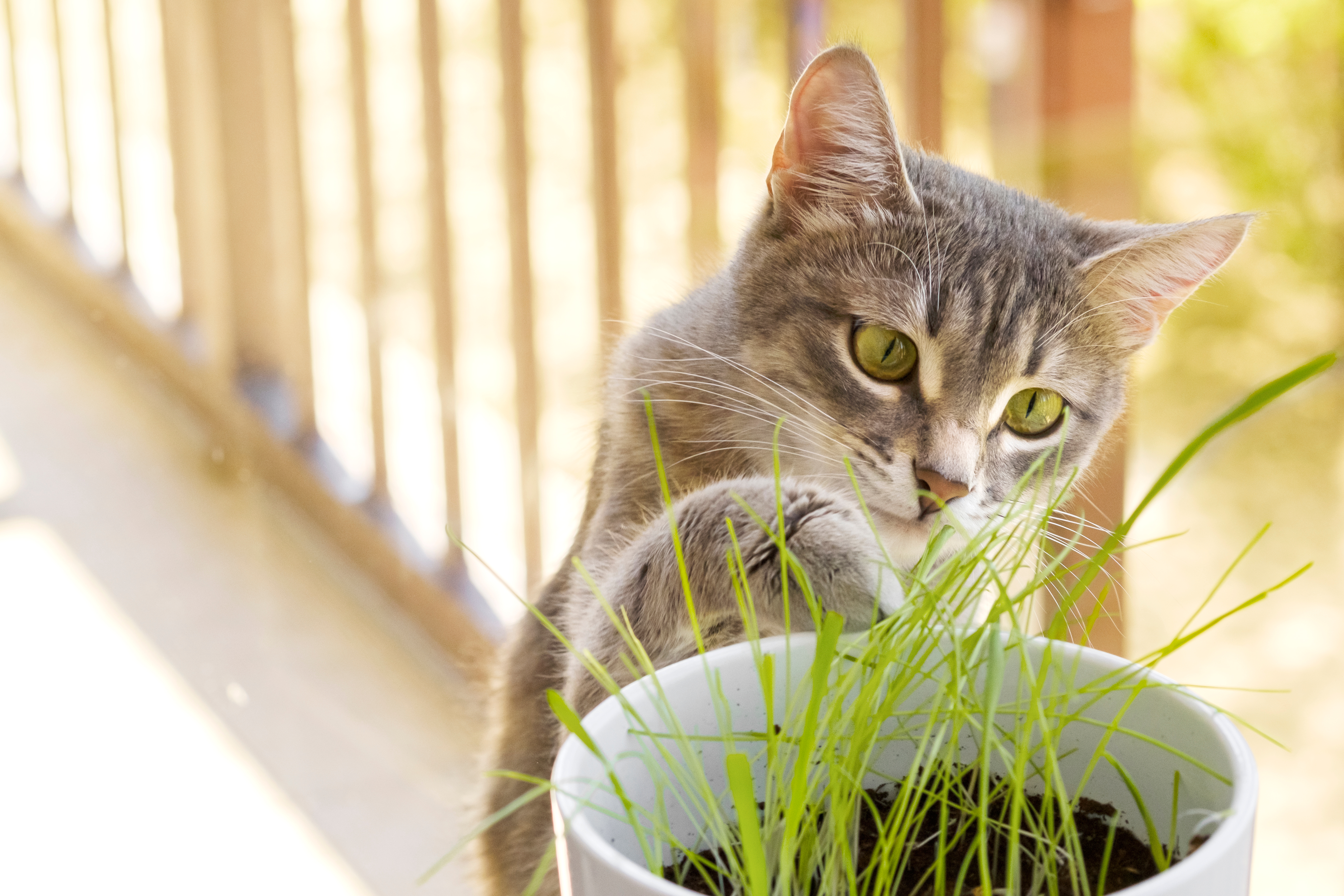 Welche Vorteile hat Katzengras? Welche Vorteile hat Katzengras?