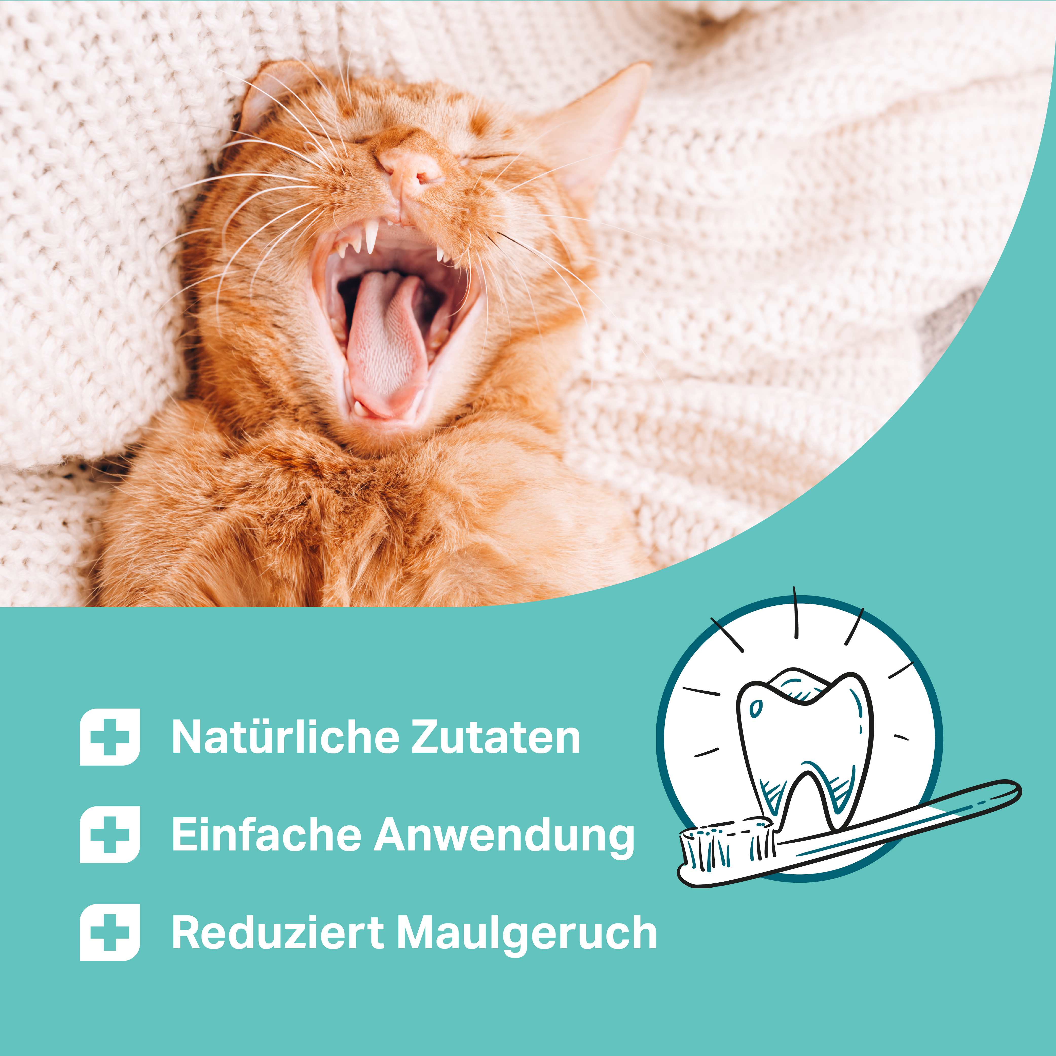 Bild einer gähnenden roten Katze, darunter werden Produkt-Benefits des MEDIDOG Dentalsprays aufgelistet:Kann Maulgeruch reduzieren und die Zahngesundheit von Katzen unterstützen Bild einer gähnenden roten Katze, darunter werden Produkt-Benefits des MEDIDOG Dentalsprays aufgelistet:Kann Maulgeruch reduzieren und die Zahngesundheit von Katzen unterstützen