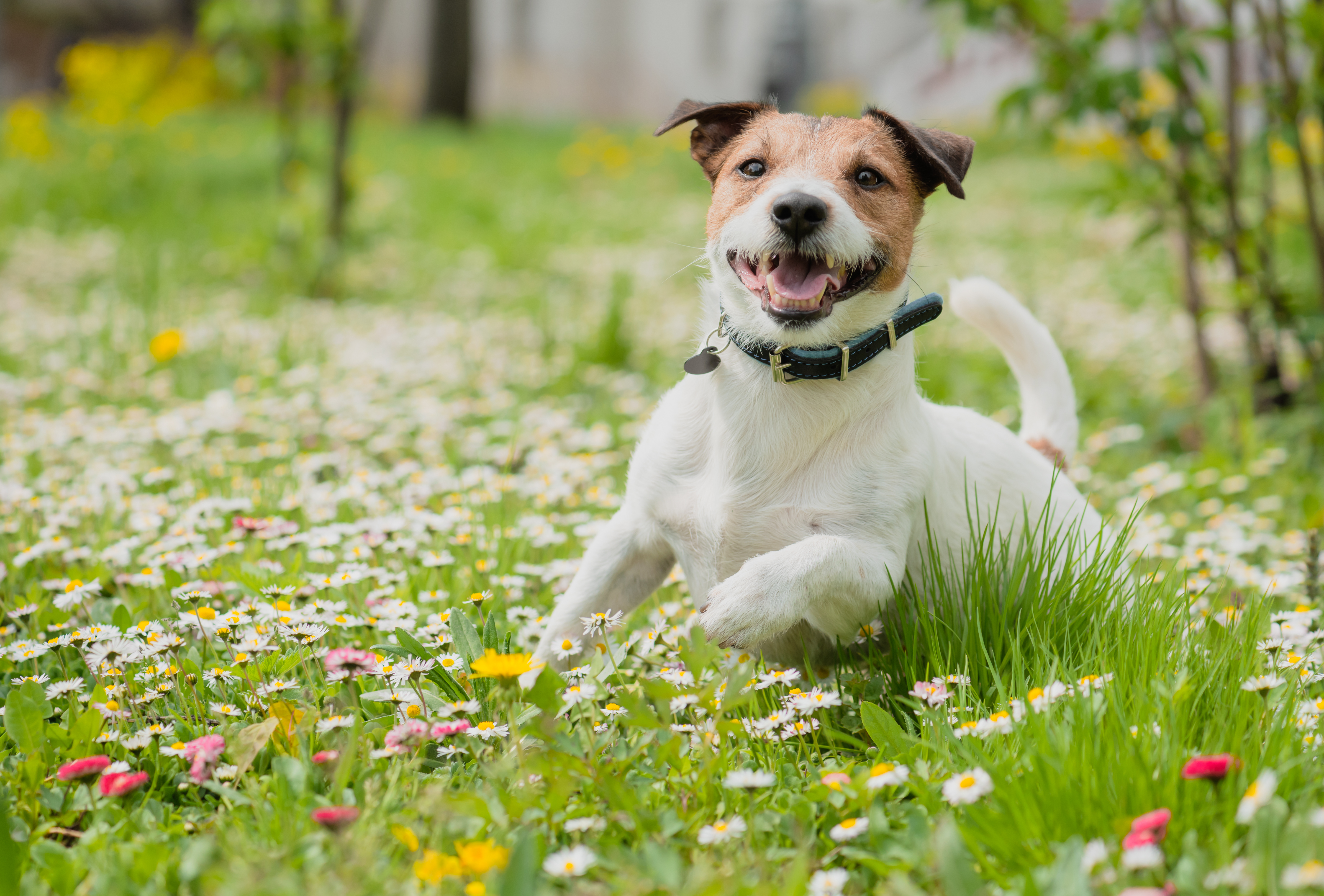 Wie kann ich meinen Hund vor Berreliose schützen? Wie kann ich meinen Hund vor Berreliose schützen?