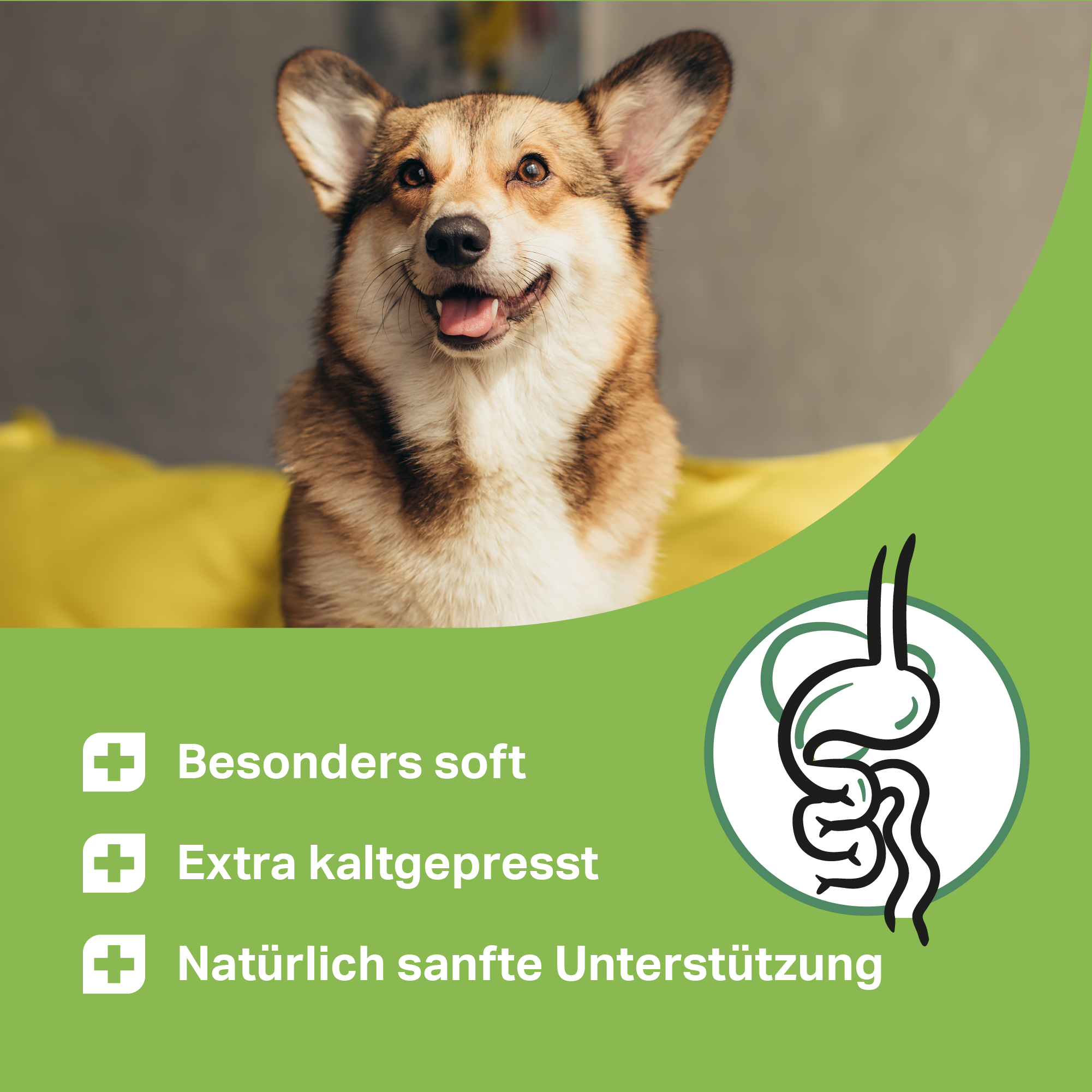 Kaltgepresste Funktionsdrops für Hunde zur natürlichen Unterstützung von Magen und Darm bei Hundenp Kaltgepresste Funktionsdrops für Hunde zur natürlichen Unterstützung von Magen und Darm bei Hundenp