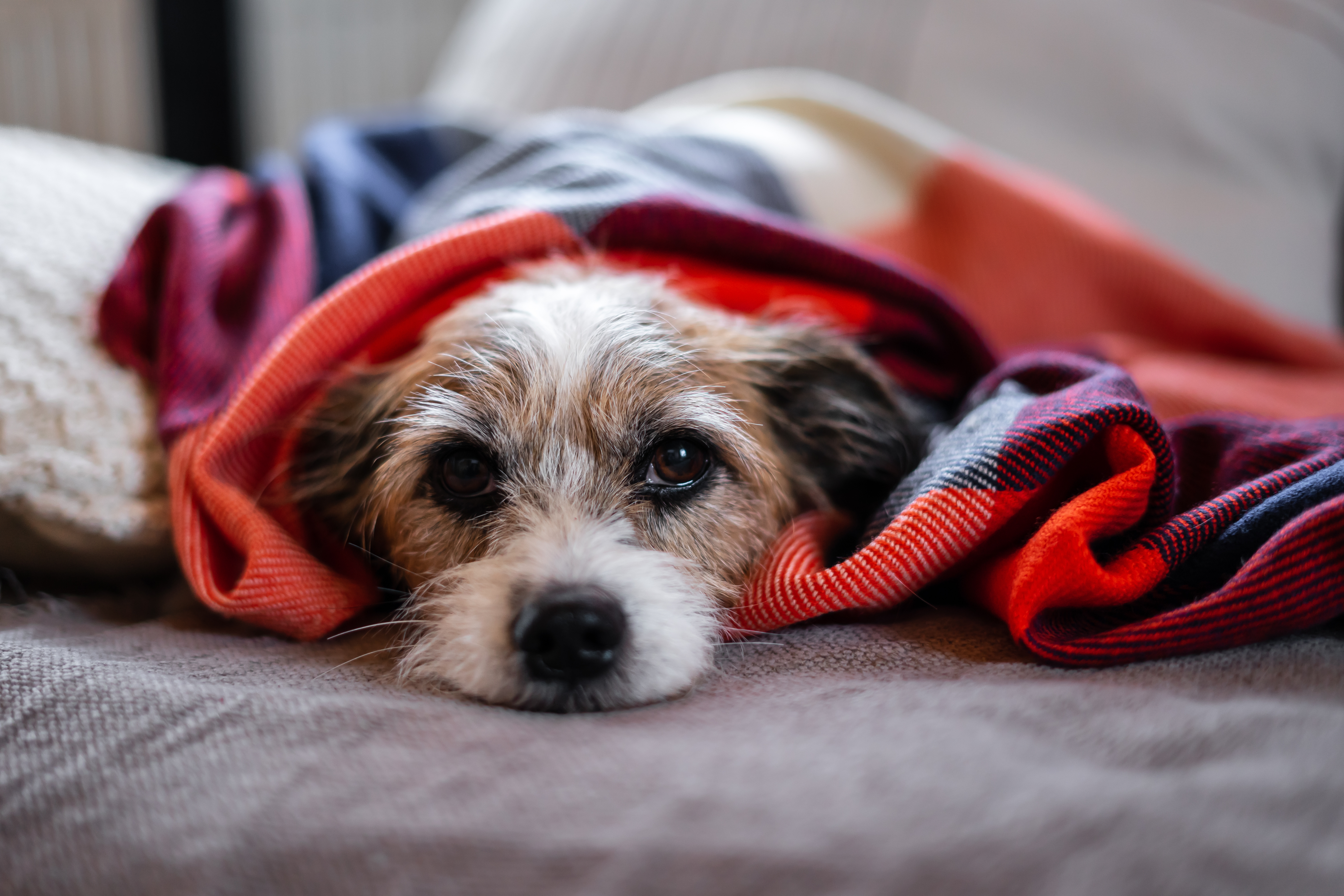 Blasenentzündung beim Hund, was tun? Blasenentzündung beim Hund, was tun?