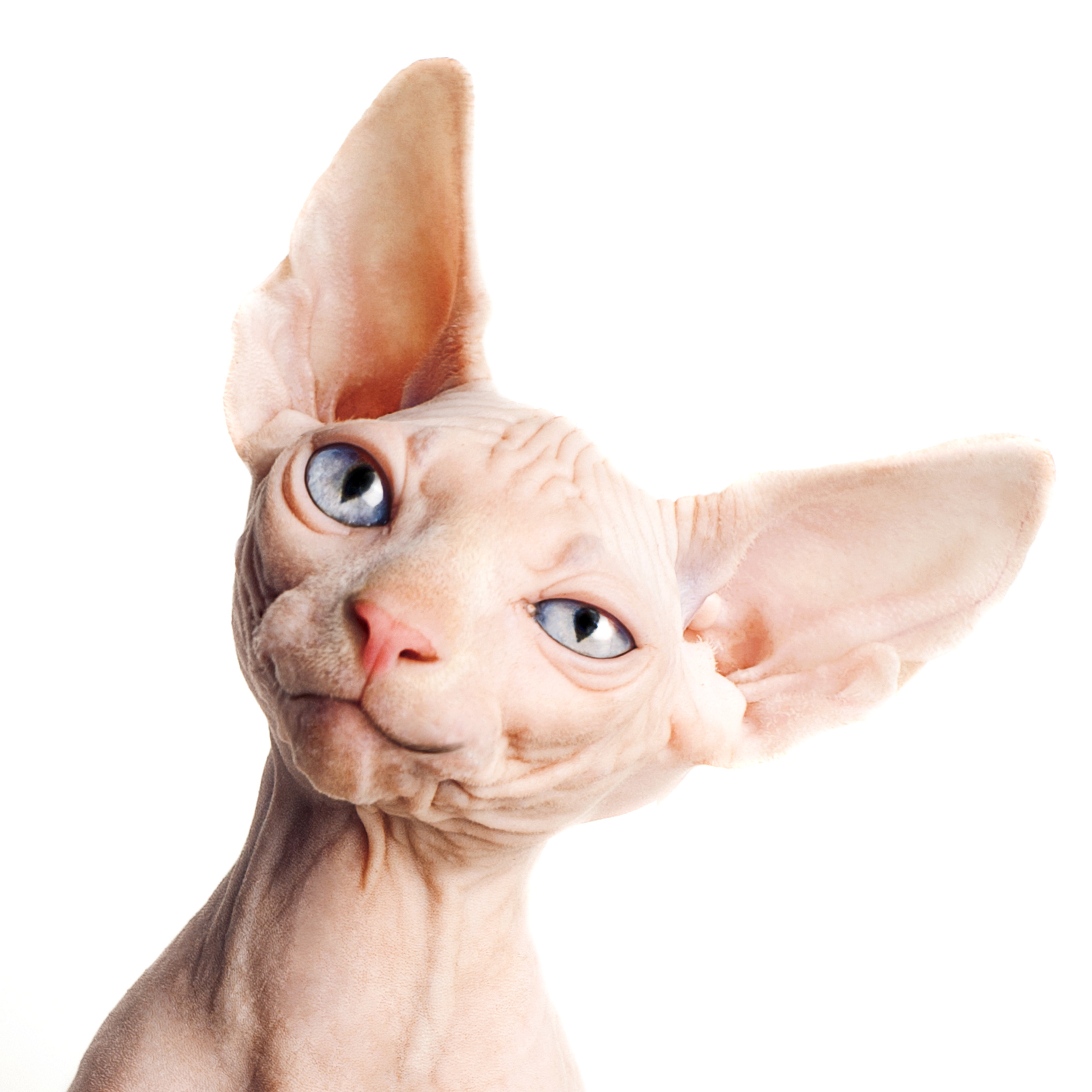 Rasseportrait Nacktkatzen Rasseportrait Nacktkatzen