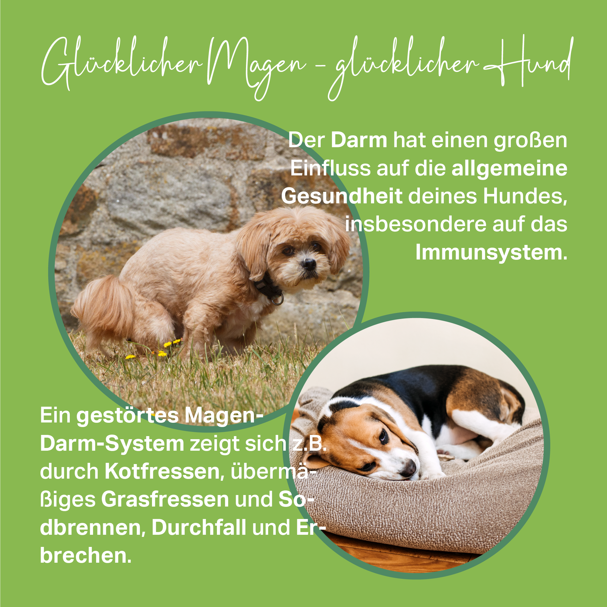 Natürliche Unterstützung für Hunde zur Harmonisierung von Magen & Darm Natürliche Unterstützung für Hunde zur Harmonisierung von Magen & Darm