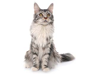 Nahrungsergänzung und Pflegeprodukte für Katzen - Natürliche Unterstützung von Medipet Nahrungsergänzung und Pflegeprodukte für Katzen - Natürliche Unterstützung von Medipet