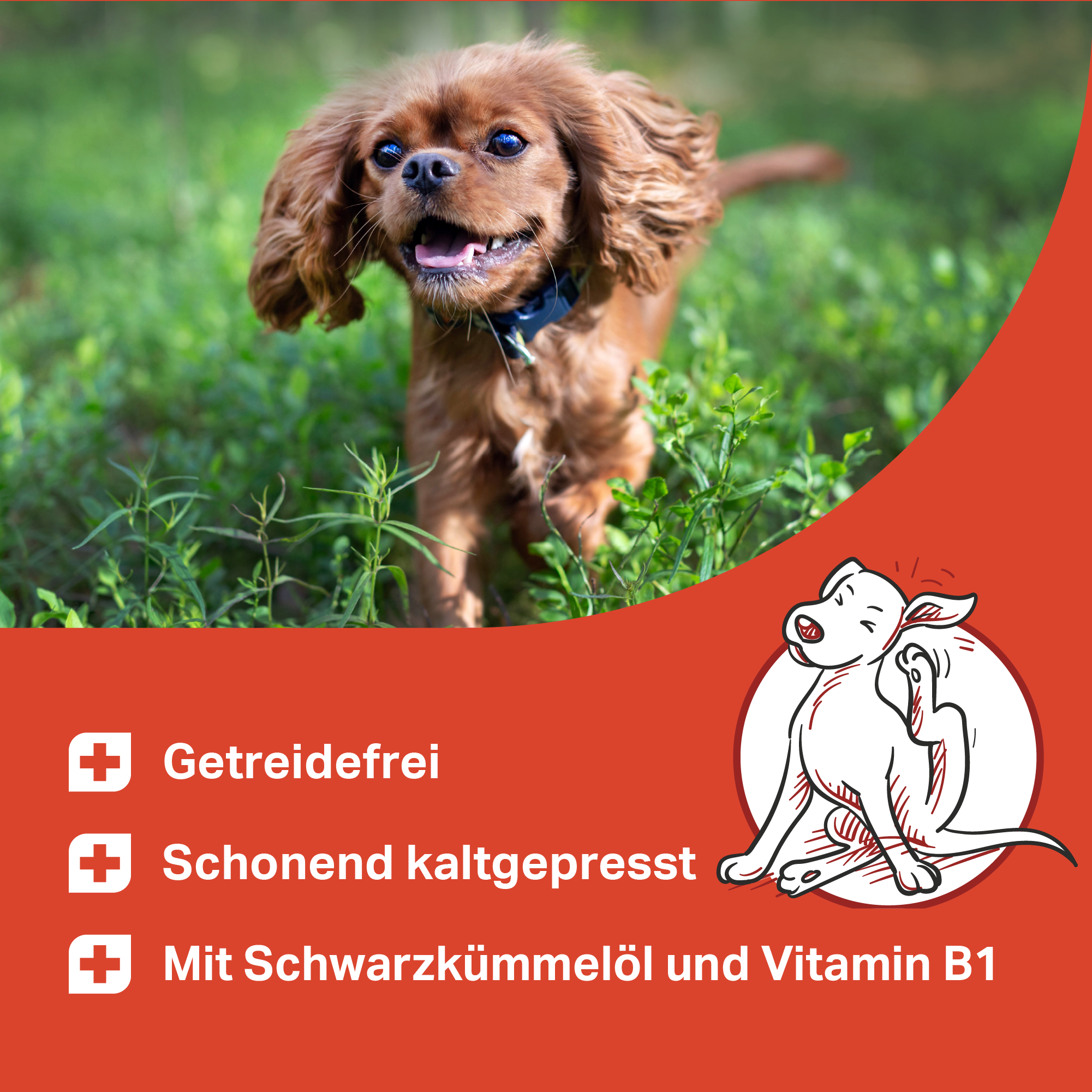 Getreidefreie Funktionsdrops für Hunde mit Schwarzkümmelöl und Vitamin B1 Getreidefreie Funktionsdrops für Hunde mit Schwarzkümmelöl und Vitamin B1