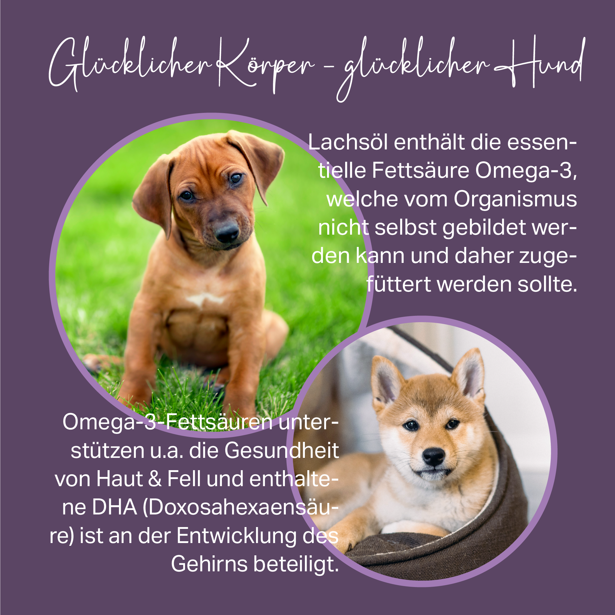 Lachsöl für BARF Fütterung oder der täglichen Unterstützung für Haut und Fell von Hunden Lachsöl für BARF Fütterung oder der täglichen Unterstützung für Haut und Fell von Hunden