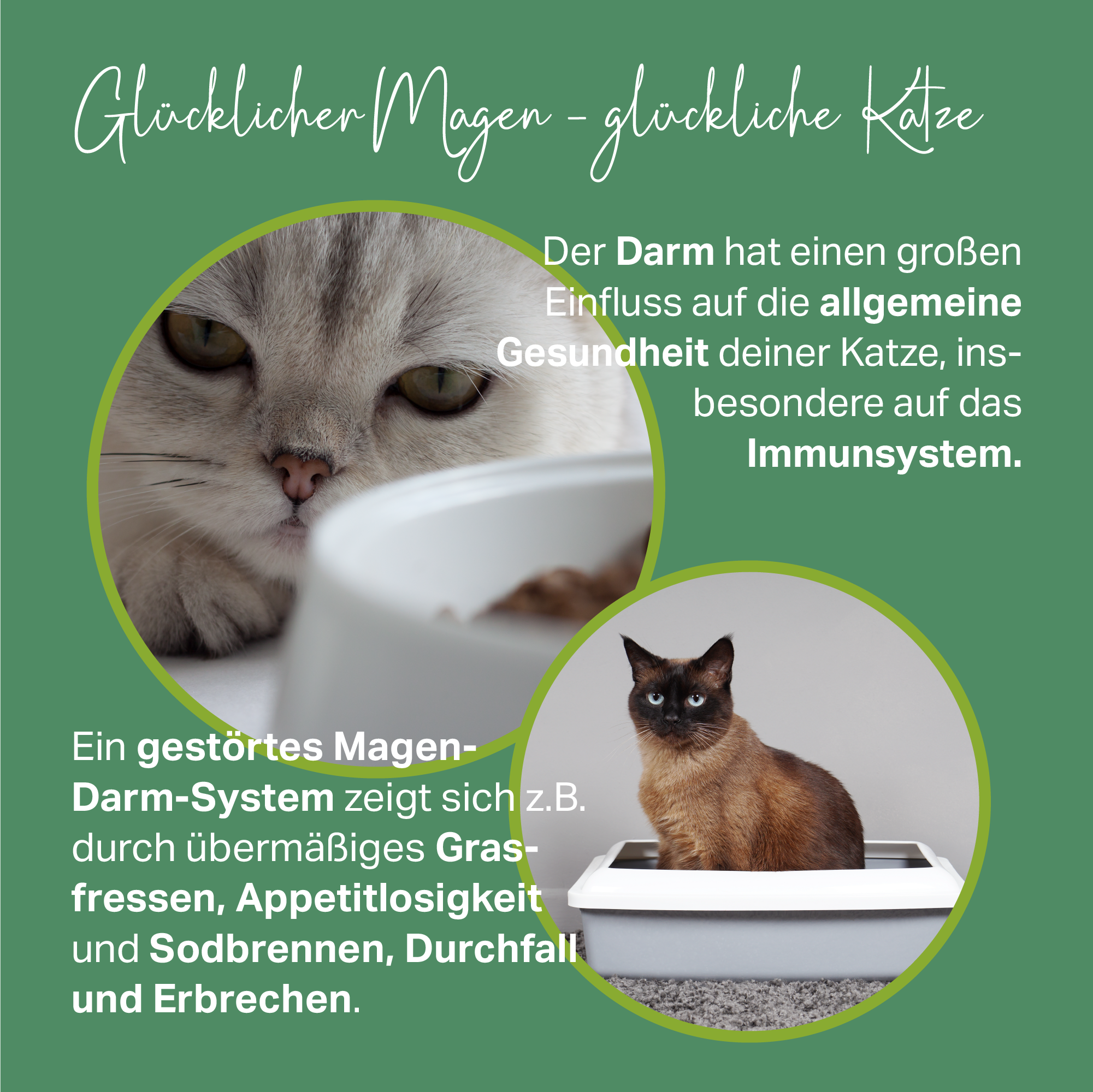 Magen-Darm-System von Katzen natürlich unterstützen mit Moorkonzentrat aus Leonardit Magen-Darm-System von Katzen natürlich unterstützen mit Moorkonzentrat aus Leonardit