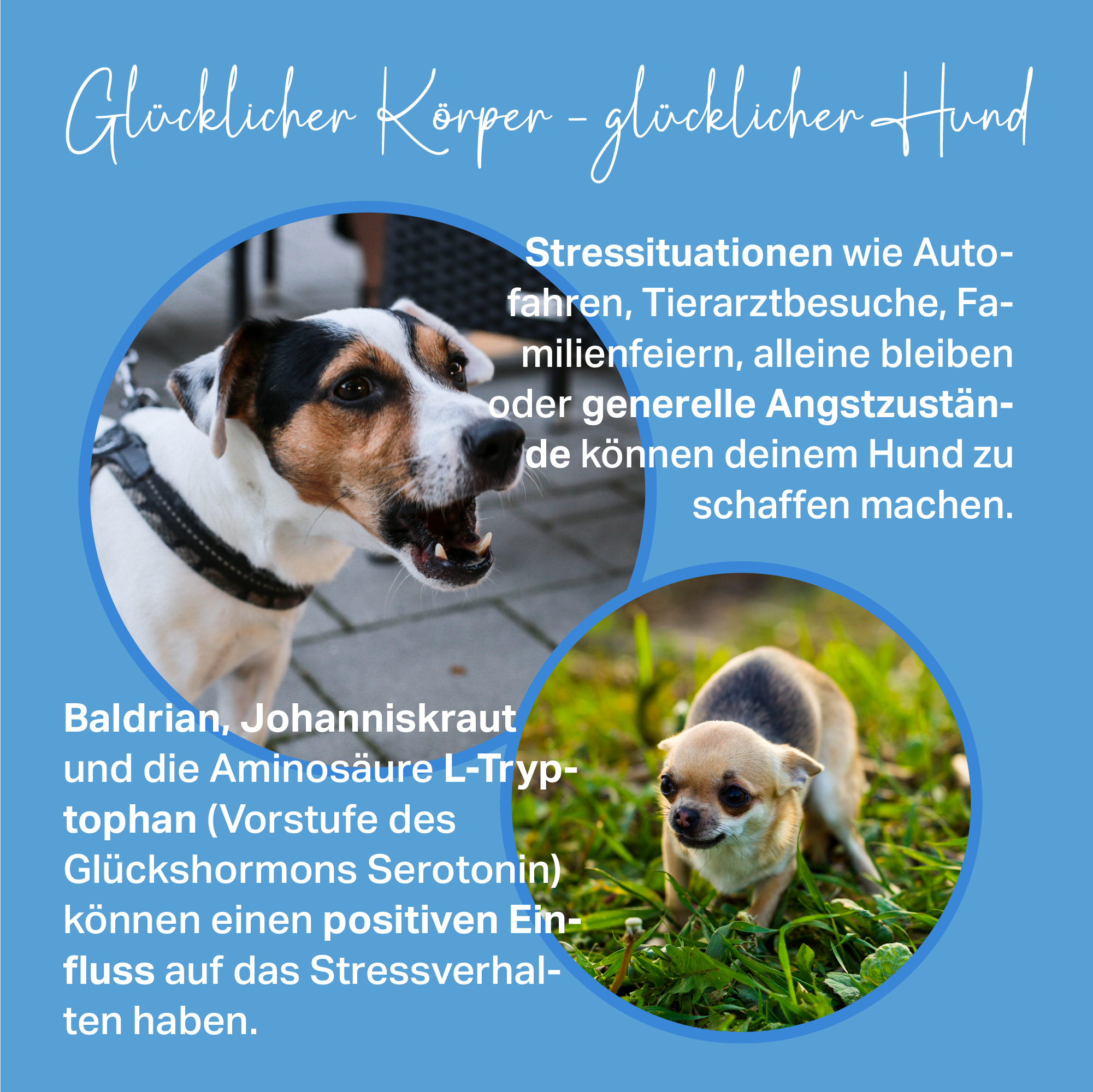 Lange Autofahrten, fremde Umgebungen oder Silvester für Hunde natürlich einfacher machen Lange Autofahrten, fremde Umgebungen oder Silvester für Hunde natürlich einfacher machen