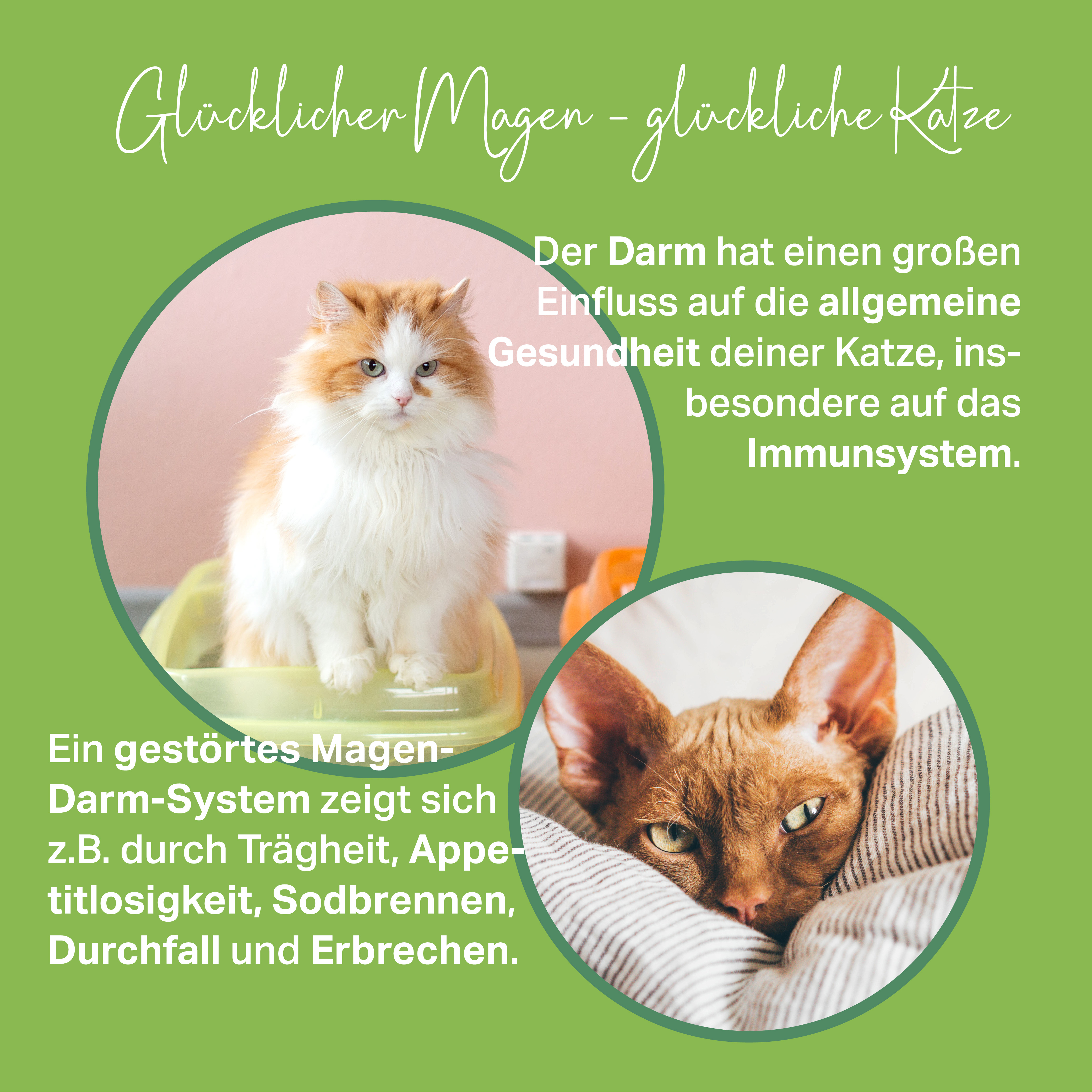 Natürliche Unterstützung bei Sodbrennen, Appetitlosigkeit, Durchfall und Erbrechen bei Katzen Natürliche Unterstützung bei Sodbrennen, Appetitlosigkeit, Durchfall und Erbrechen bei Katzen