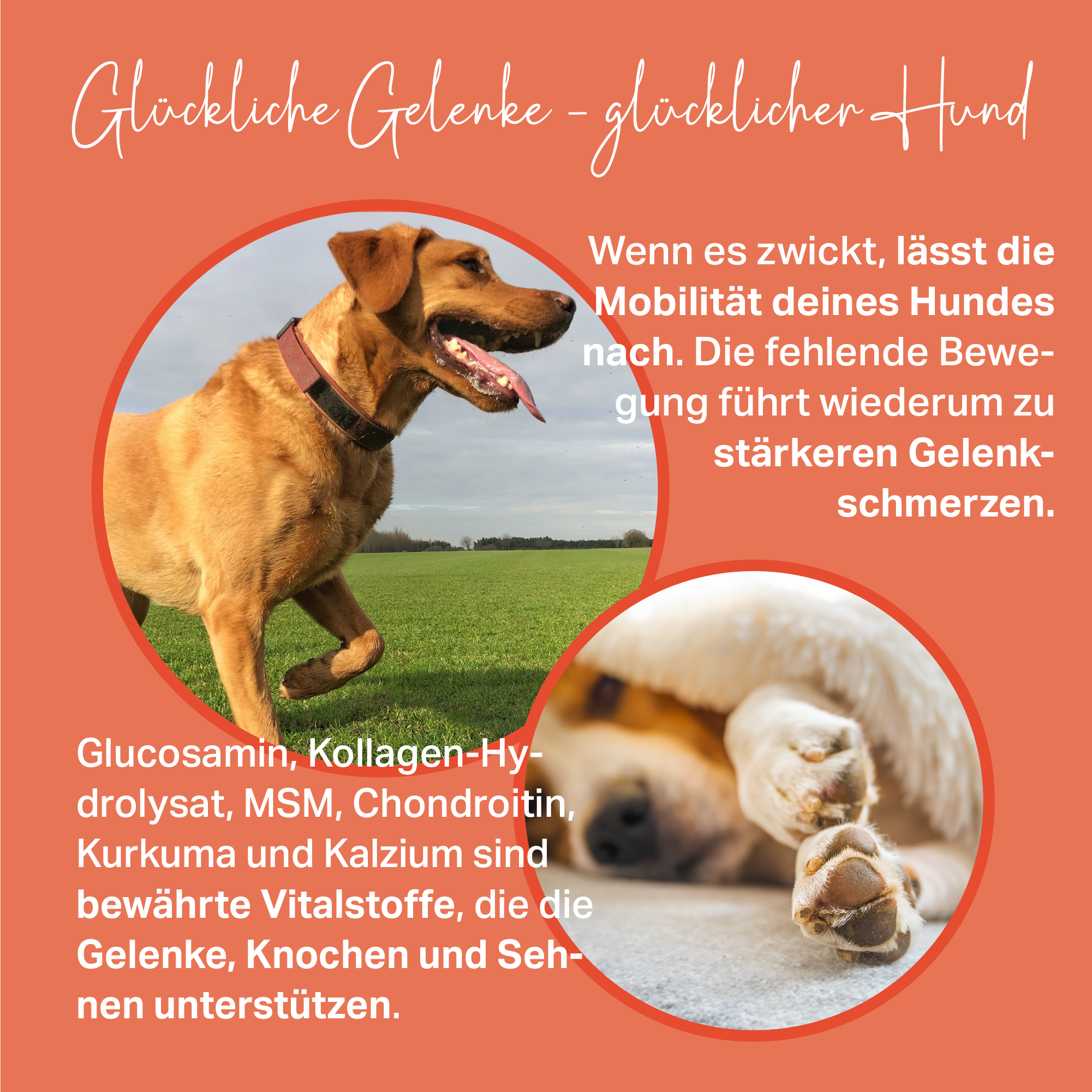 Glucosamin, Chondroitin und Kurkuma für aktive und ältere Hunde Glucosamin, Chondroitin und Kurkuma für aktive und ältere Hunde