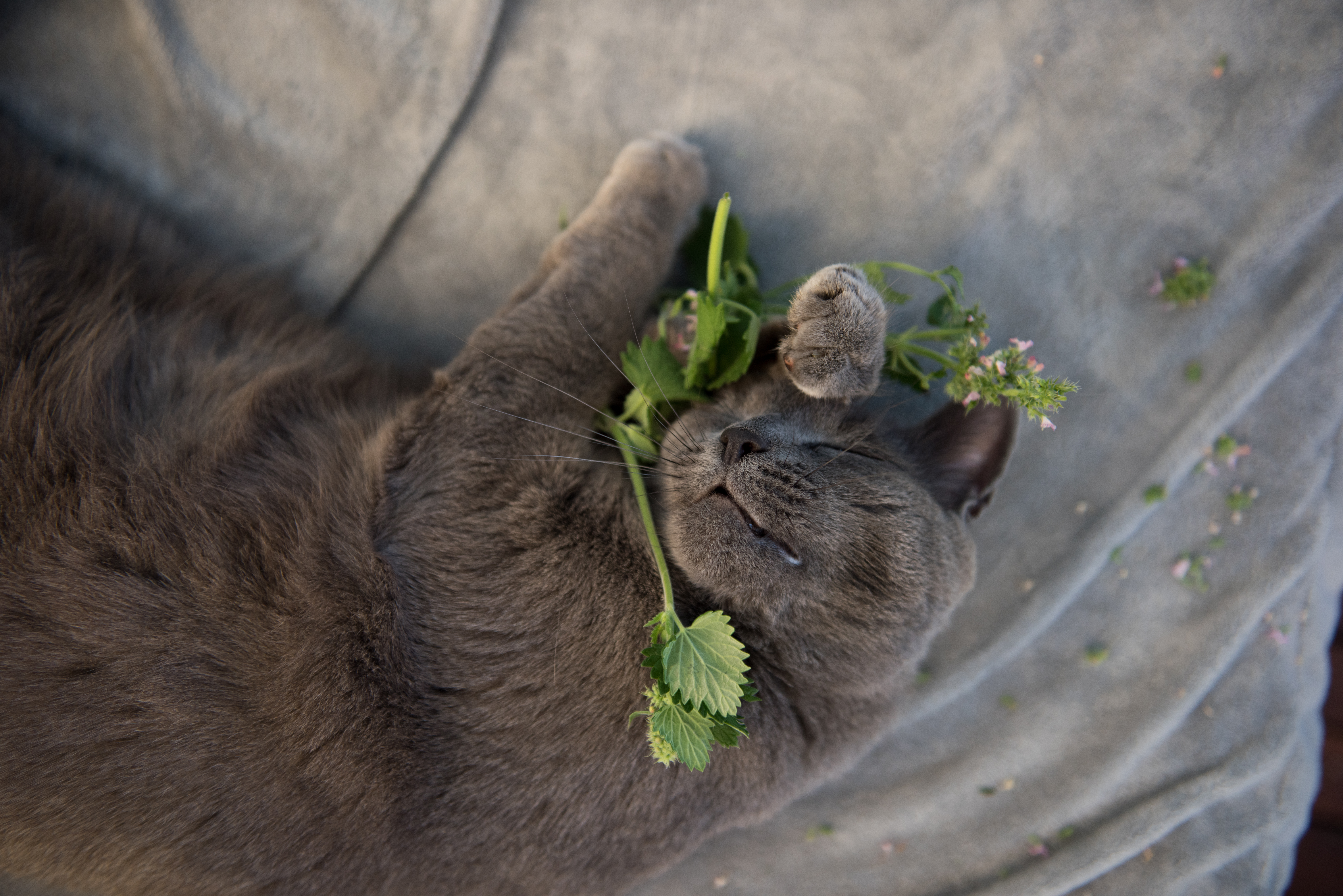 Warum stehen Katzen so auf Katzenminze? Warum stehen Katzen so auf Katzenminze?