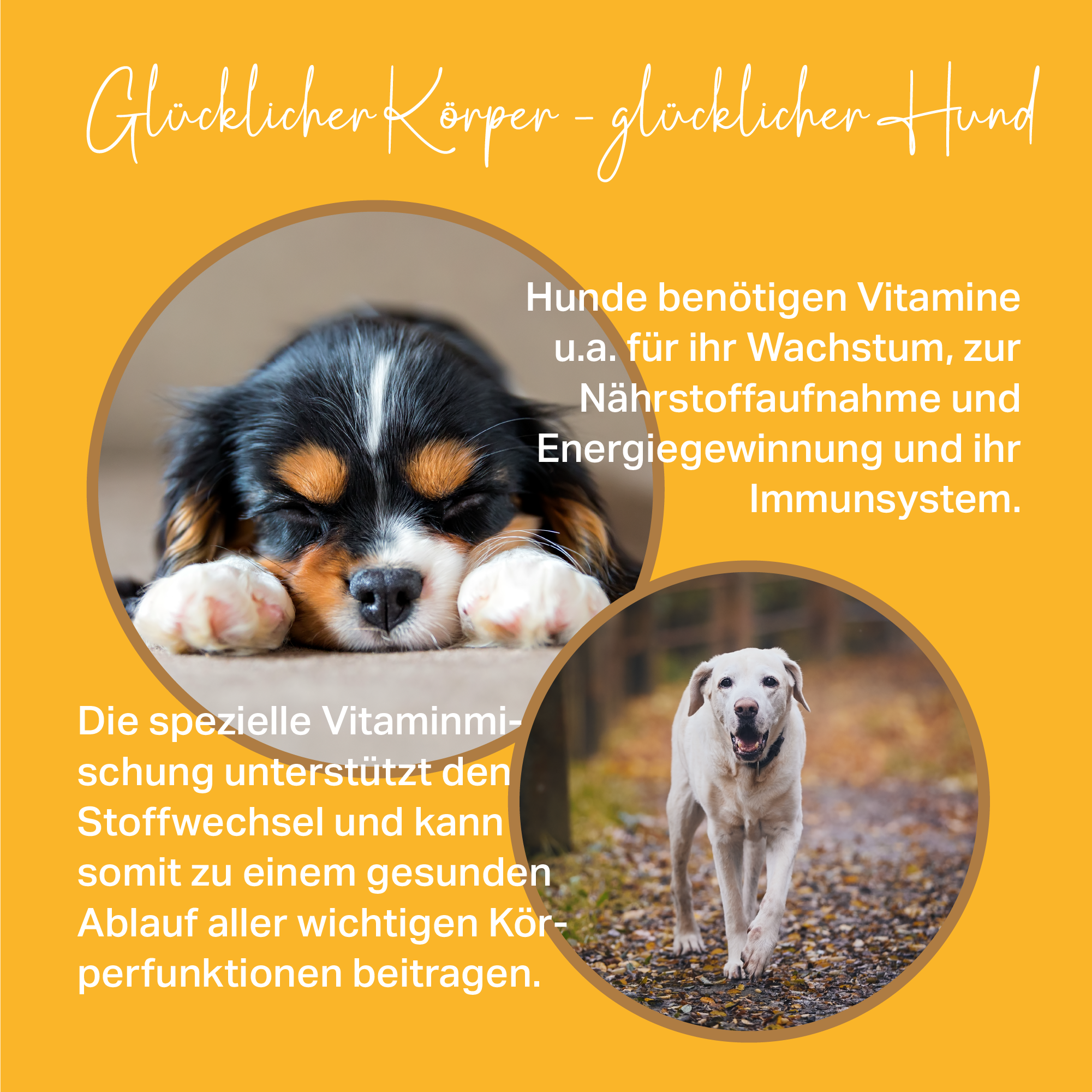 Vitaminmischung für Hunde zur Unterstützung des Energiehaushaltes Vitaminmischung für Hunde zur Unterstützung des Energiehaushaltes