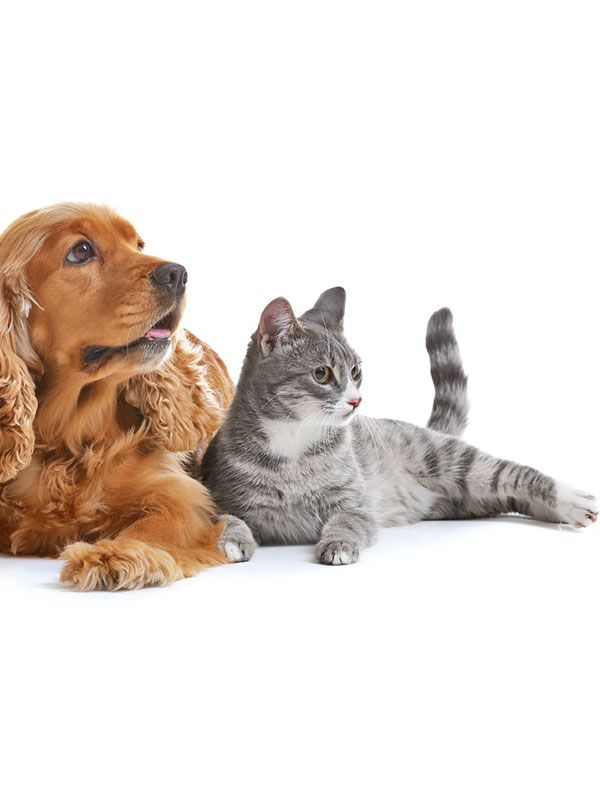 Pflegeprodukte und Nahrungszusätze mit natürlichen, sanften Inhaltsstoffen für Hunde und Katzen Pflegeprodukte und Nahrungszusätze mit natürlichen, sanften Inhaltsstoffen für Hunde und Katzen