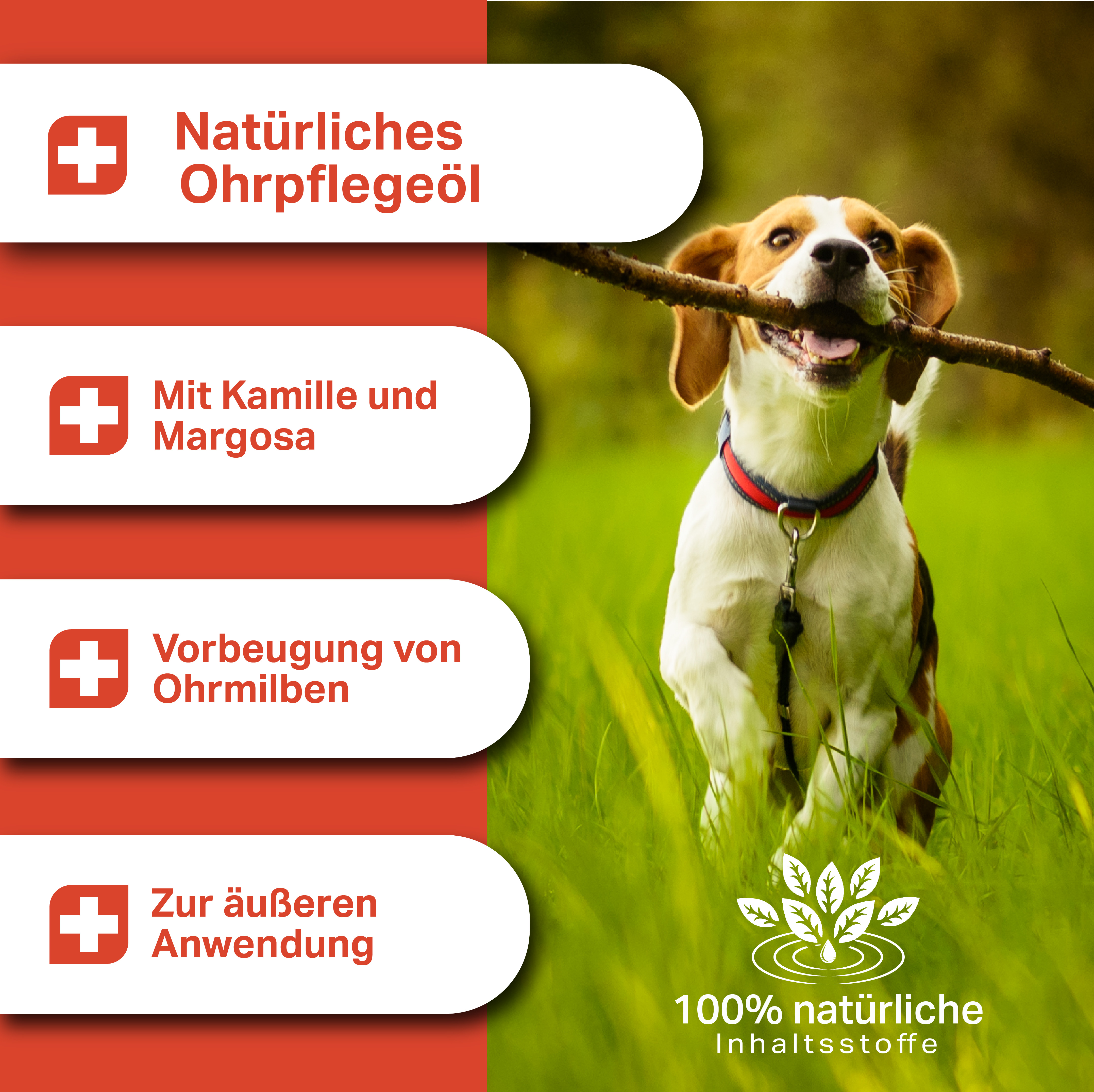Natürliches Ohrpflegeöl für Hunde mit Kamille und Margose zur Vorbeugung von Ohrmilben Natürliches Ohrpflegeöl für Hunde mit Kamille und Margose zur Vorbeugung von Ohrmilben