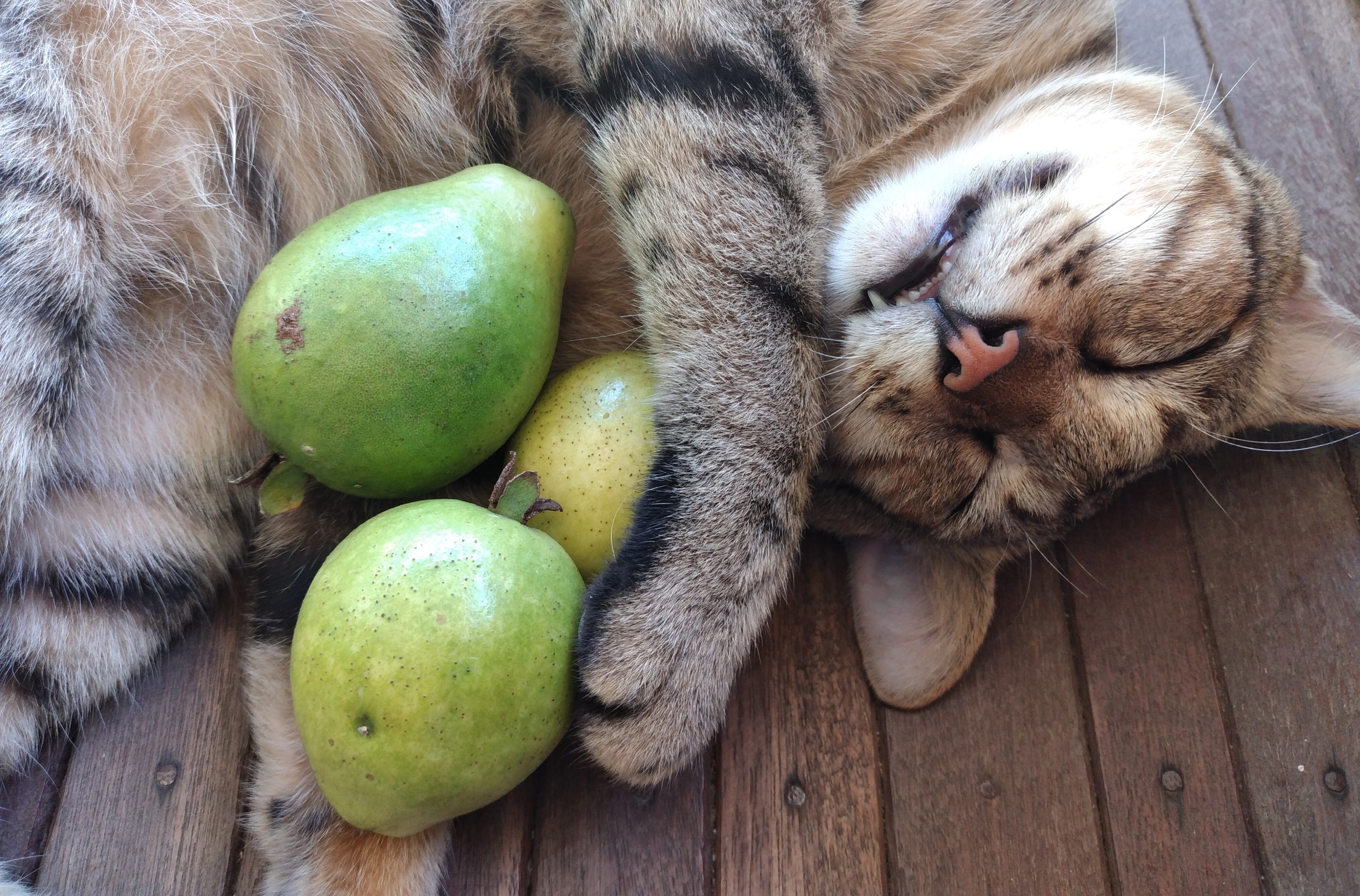 Dürfen Katzen Obst essen? Dürfen Katzen Obst essen?