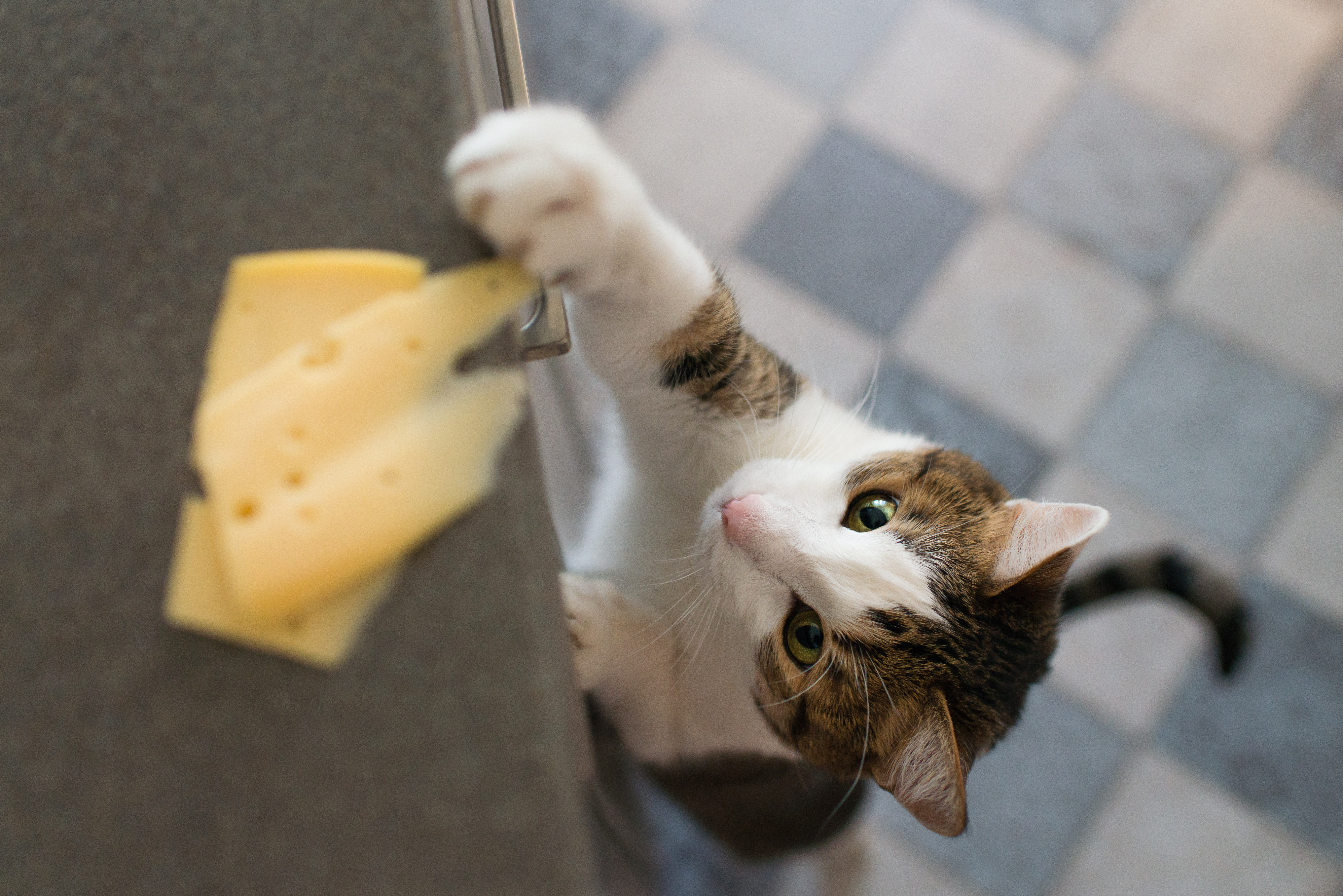 Warum Katze keinen Käse essen sollten Warum Katze keinen Käse essen sollten