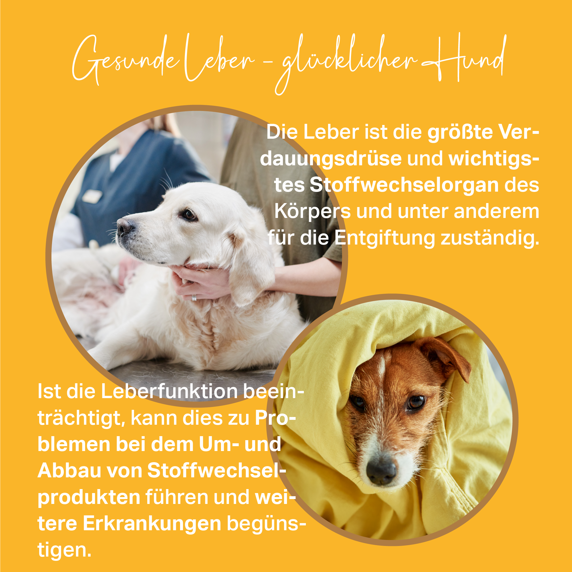 Leberfunktion bei Hunden unterstützen mit natürlichen Inhaltsstoffen Leberfunktion bei Hunden unterstützen mit natürlichen Inhaltsstoffen