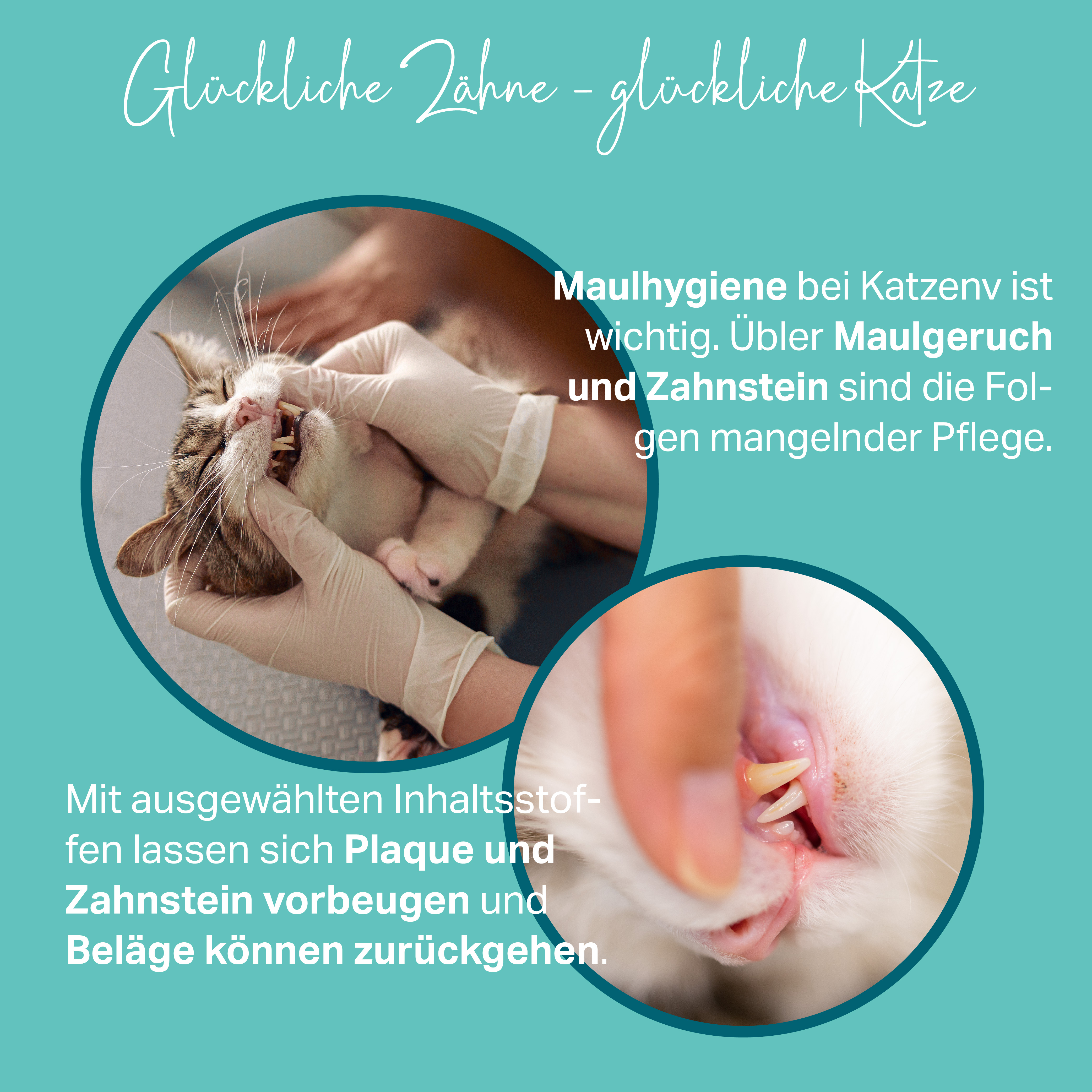 Kann Maulgeruch und Zahnstein bei Katzen vorbeugen Kann Maulgeruch und Zahnstein bei Katzen vorbeugen