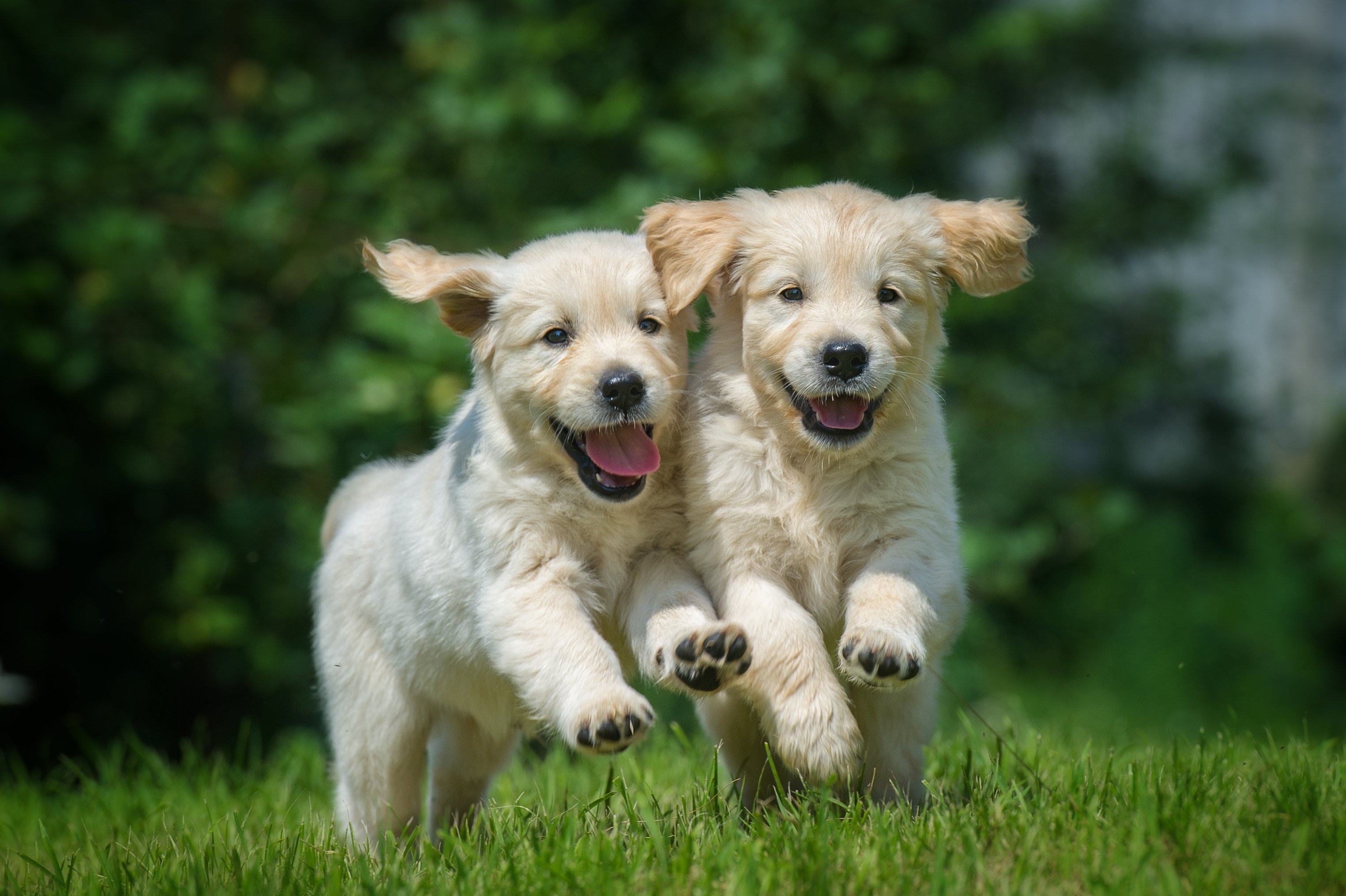 Welcher Hund eignet sich für Anfänger? Welcher Hund eignet sich für Anfänger?