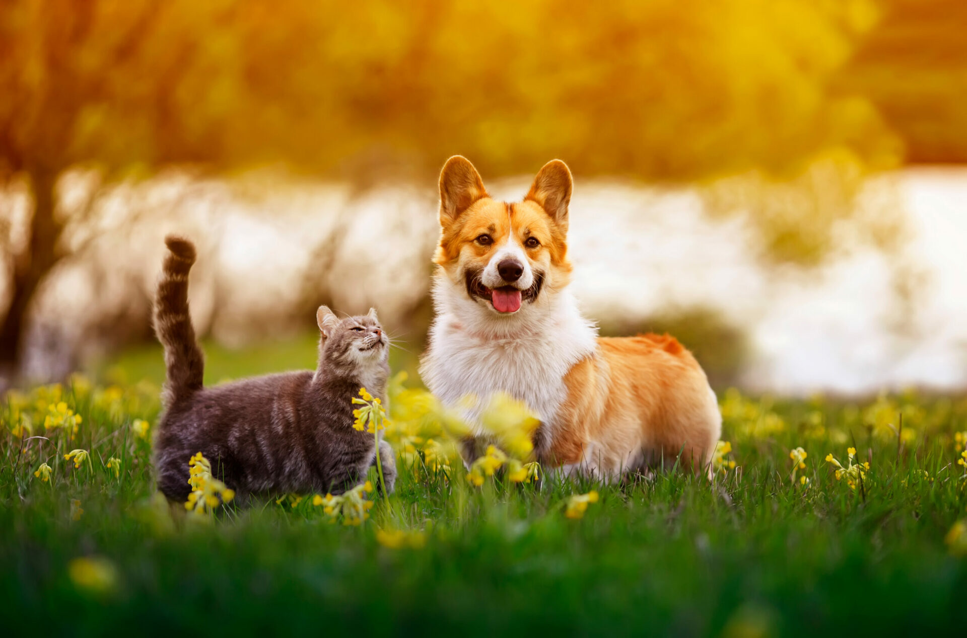 MEDIPET Natürliche Nahrungsergänzung und Pflege für Hunde und Katzen MEDIPET Natürliche Nahrungsergänzung und Pflege für Hunde und Katzen