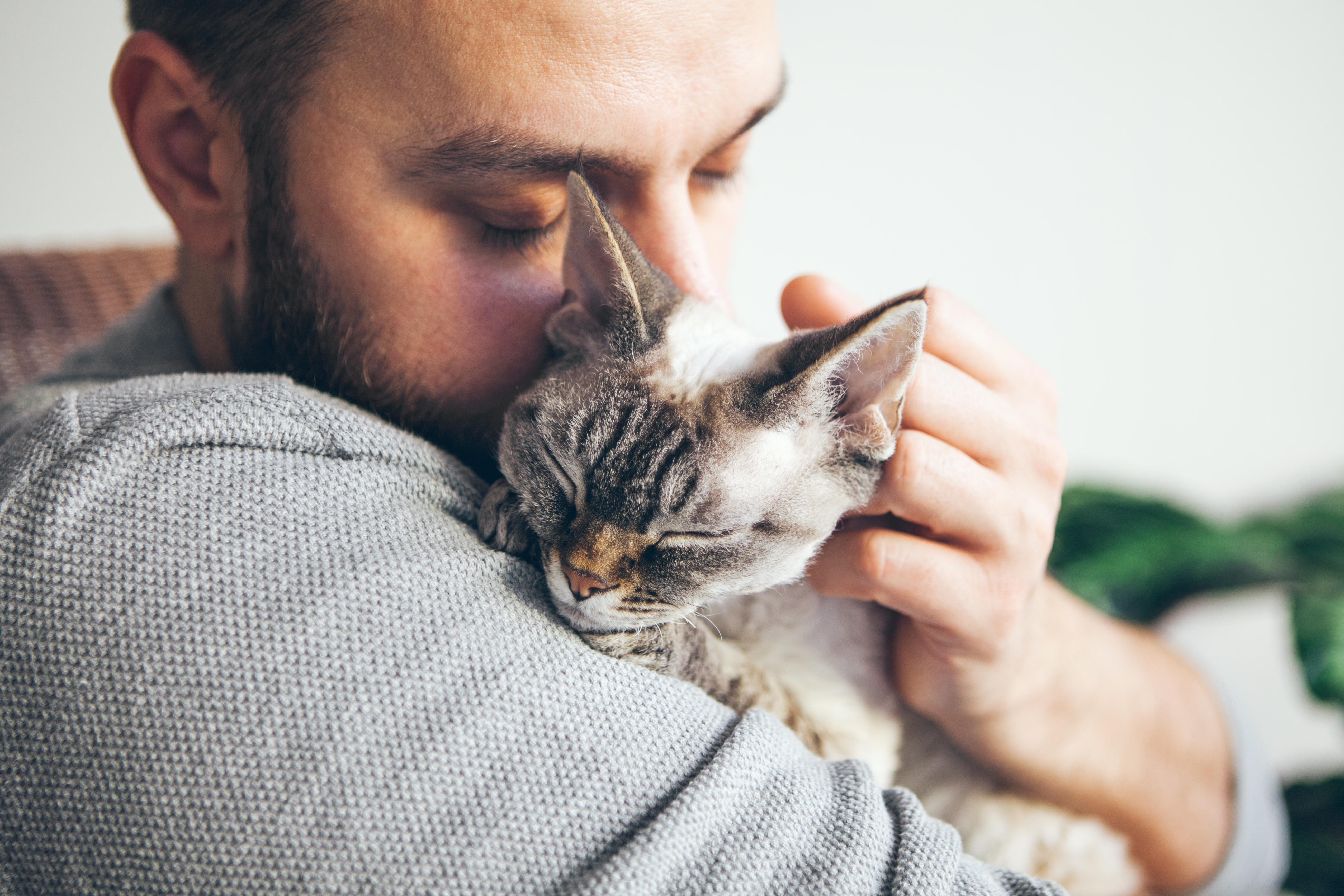 Niereninsuffizienz bei Katzen Niereninsuffizienz bei Katzen