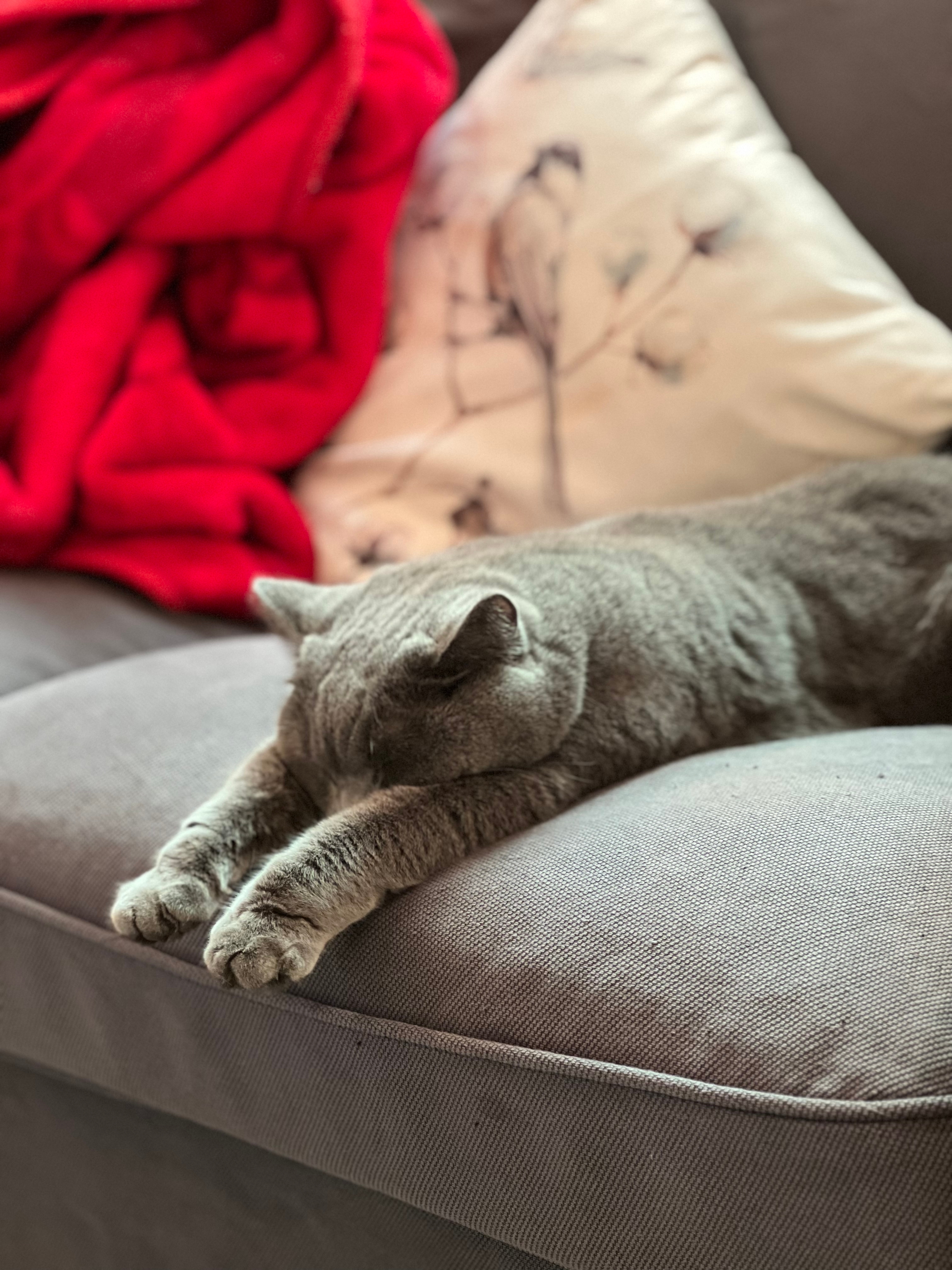 Helfen Bachblüten bei Katzen? Helfen Bachblüten bei Katzen?