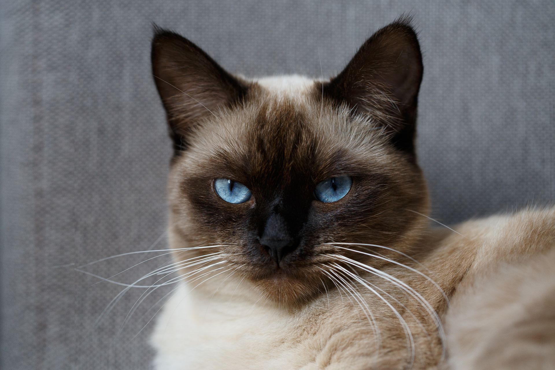 Siamkatze